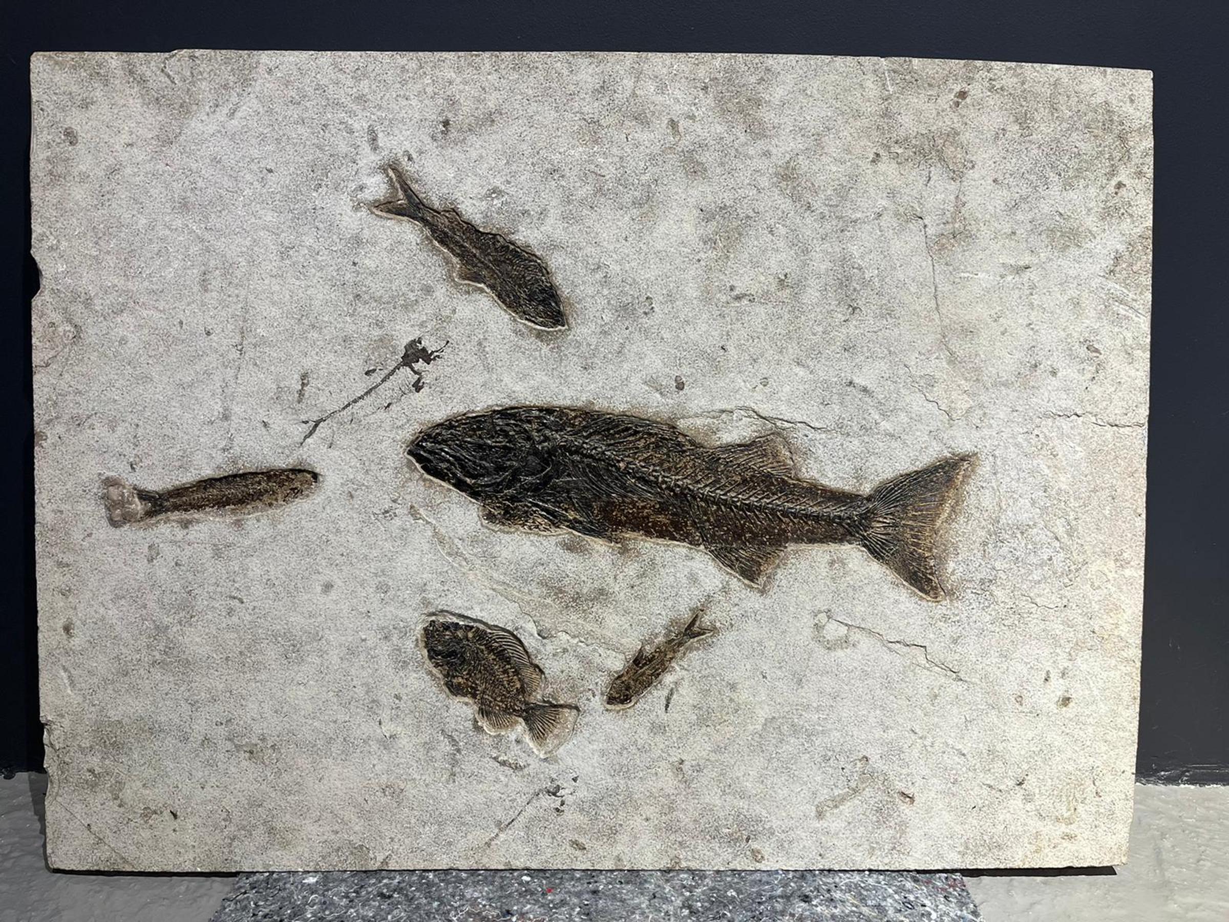 Fossil fish plate - E220d048 9a72 4222 893a 82557d5daa30 - F0073
