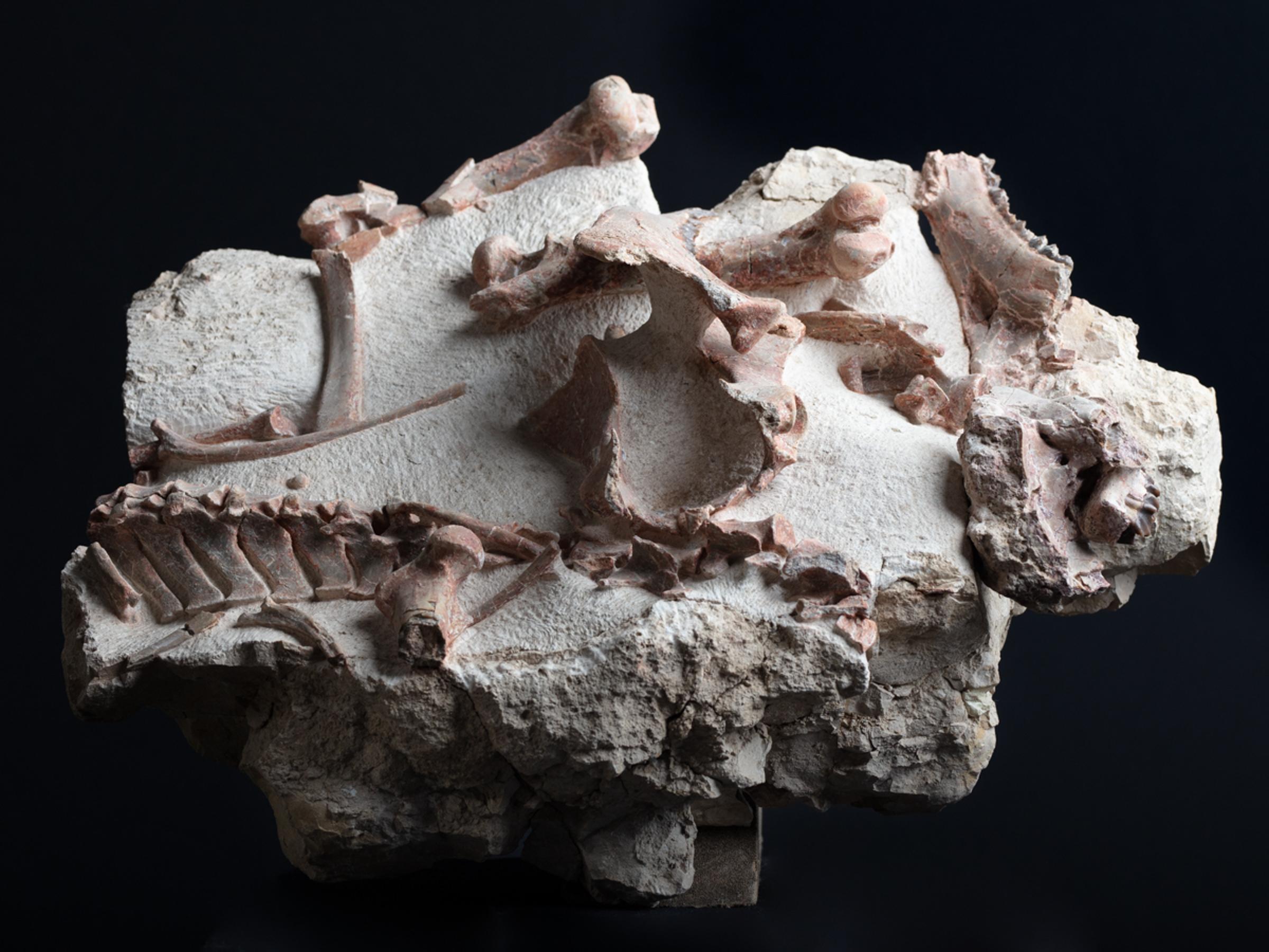 Oreodon sp. 'fossil road kill'  - St1f0022 2 - F0022