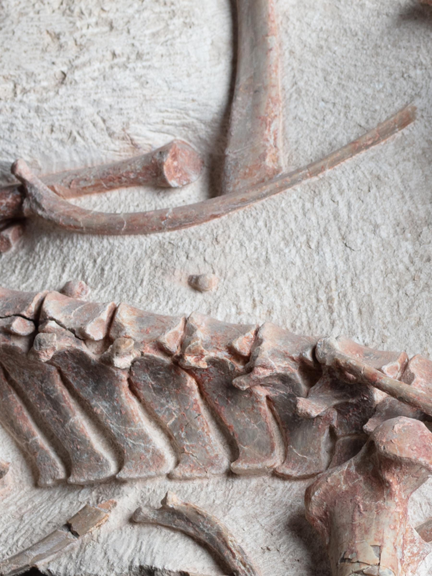 Oreodon sp. 'fossil road kill'  - St1f0022 4 - F0022