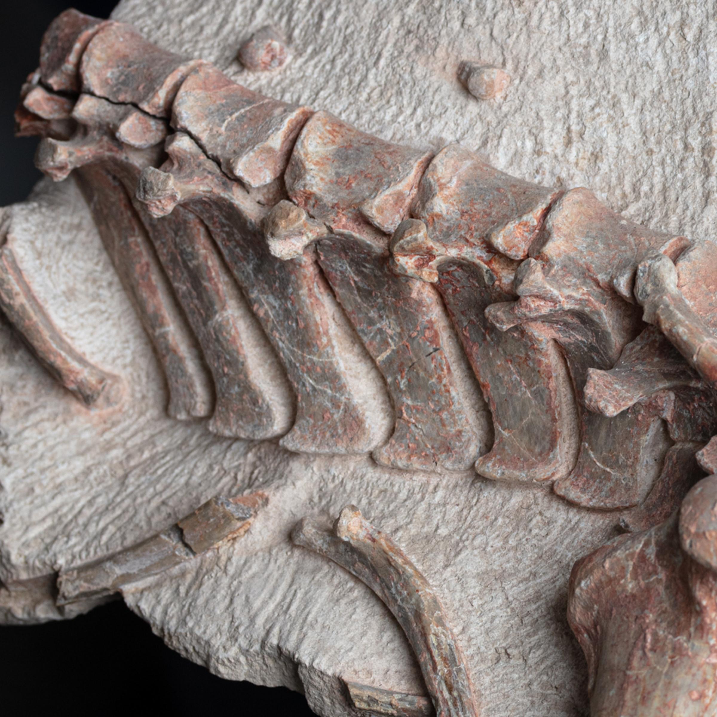 Oreodon sp. 'fossil road kill'  - St1f0022 8 - F0022