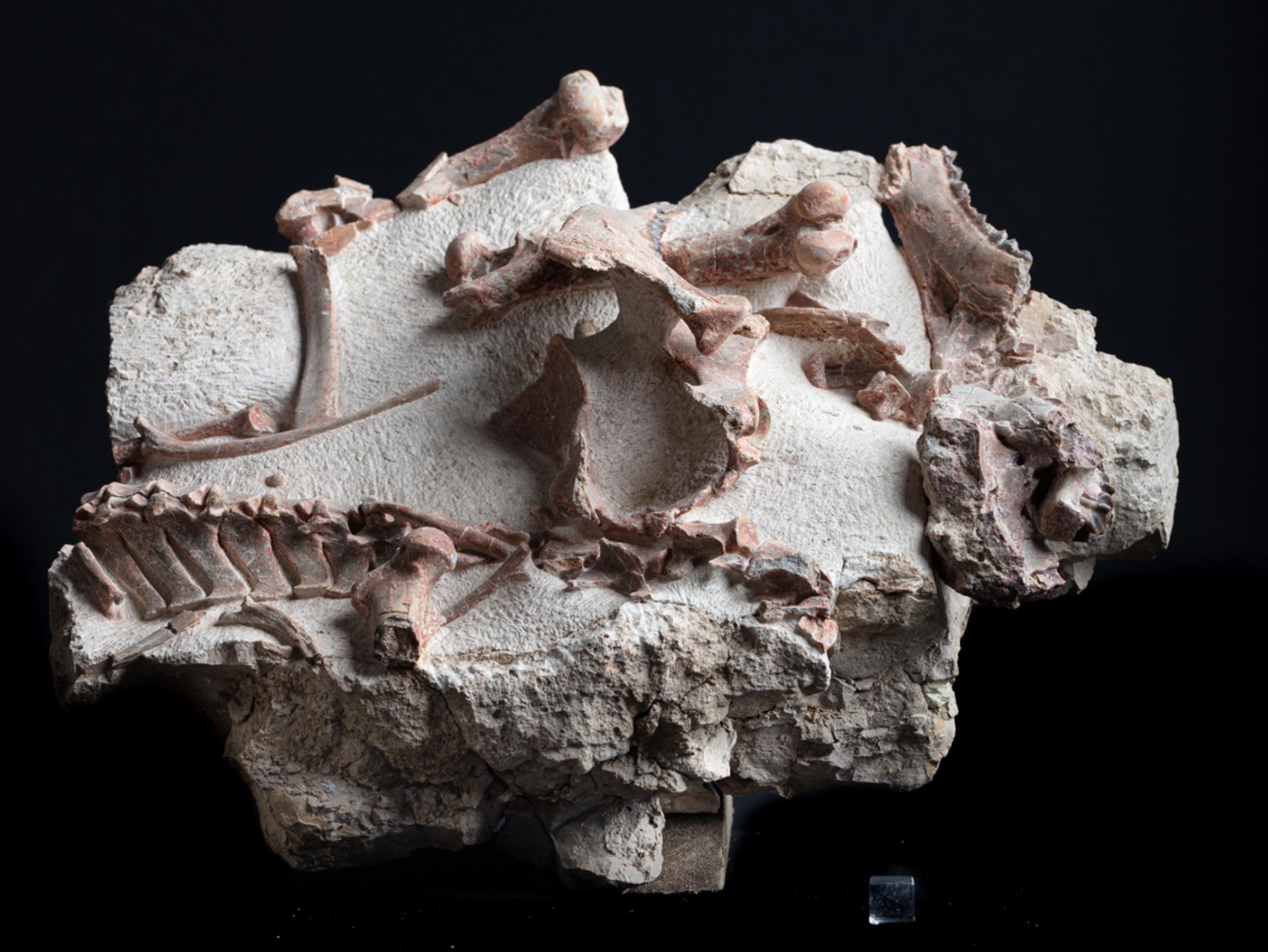 Oreodon sp. 'fossil road kill'  - St1f0022 - F0022