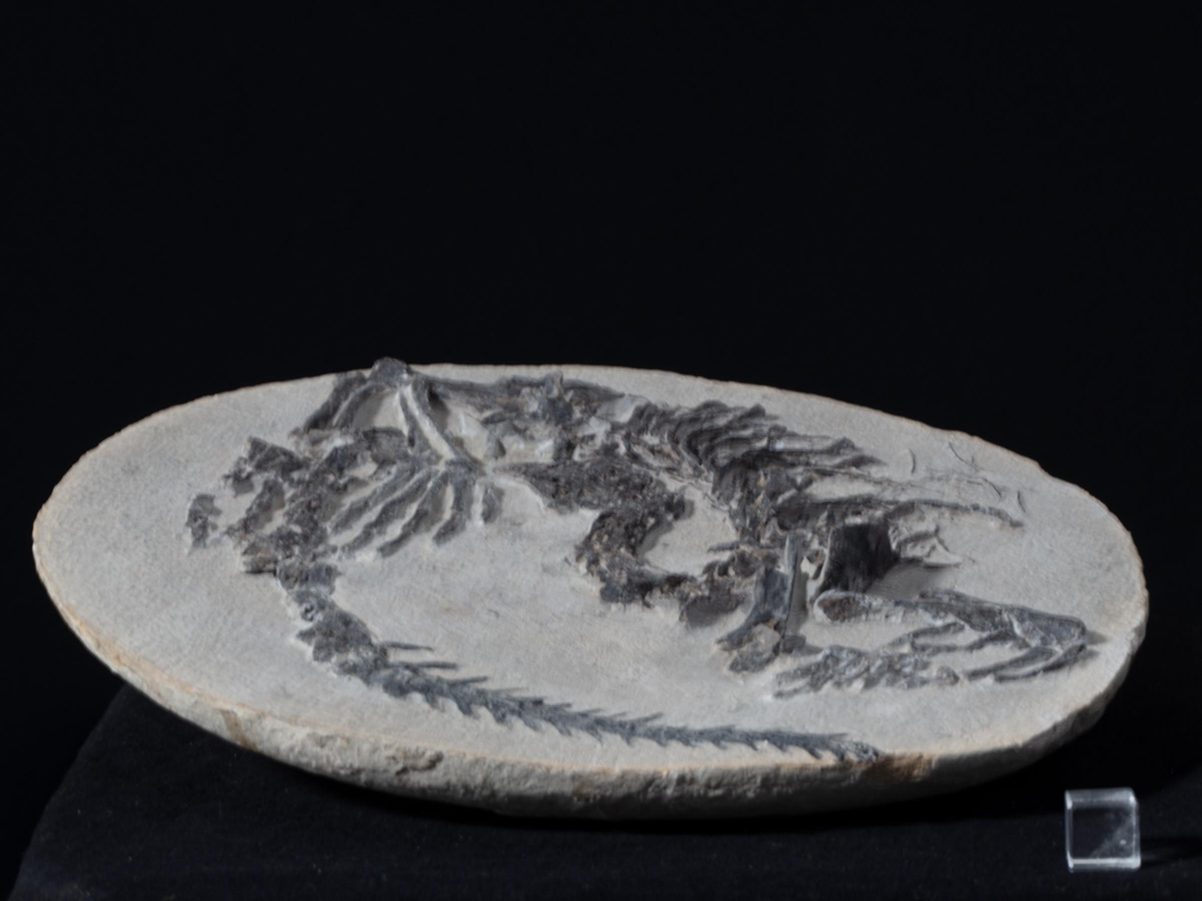 Claudiosaur - St1f0023 2 - F0023