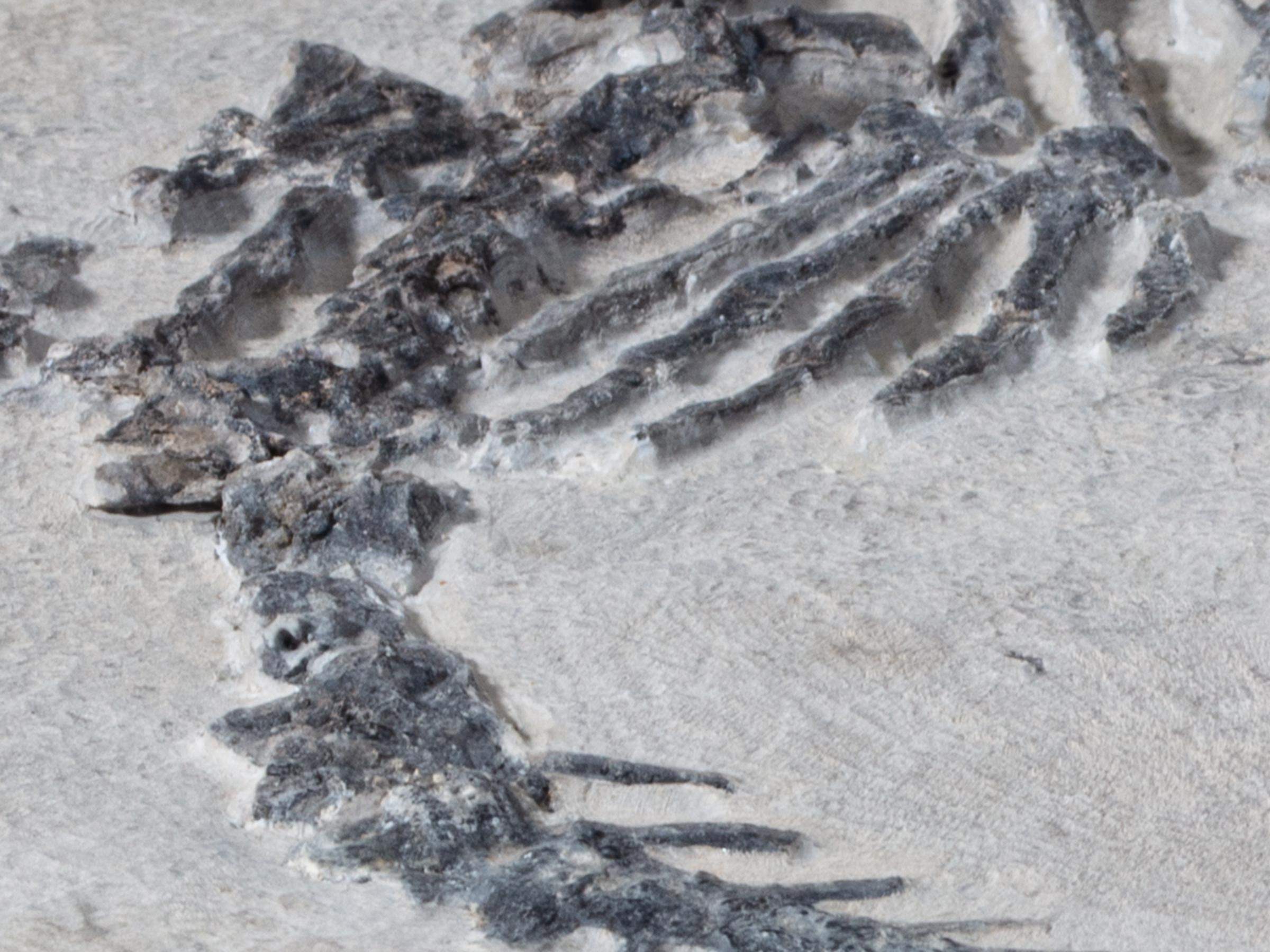 Claudiosaur - St1f0023 5 - F0023