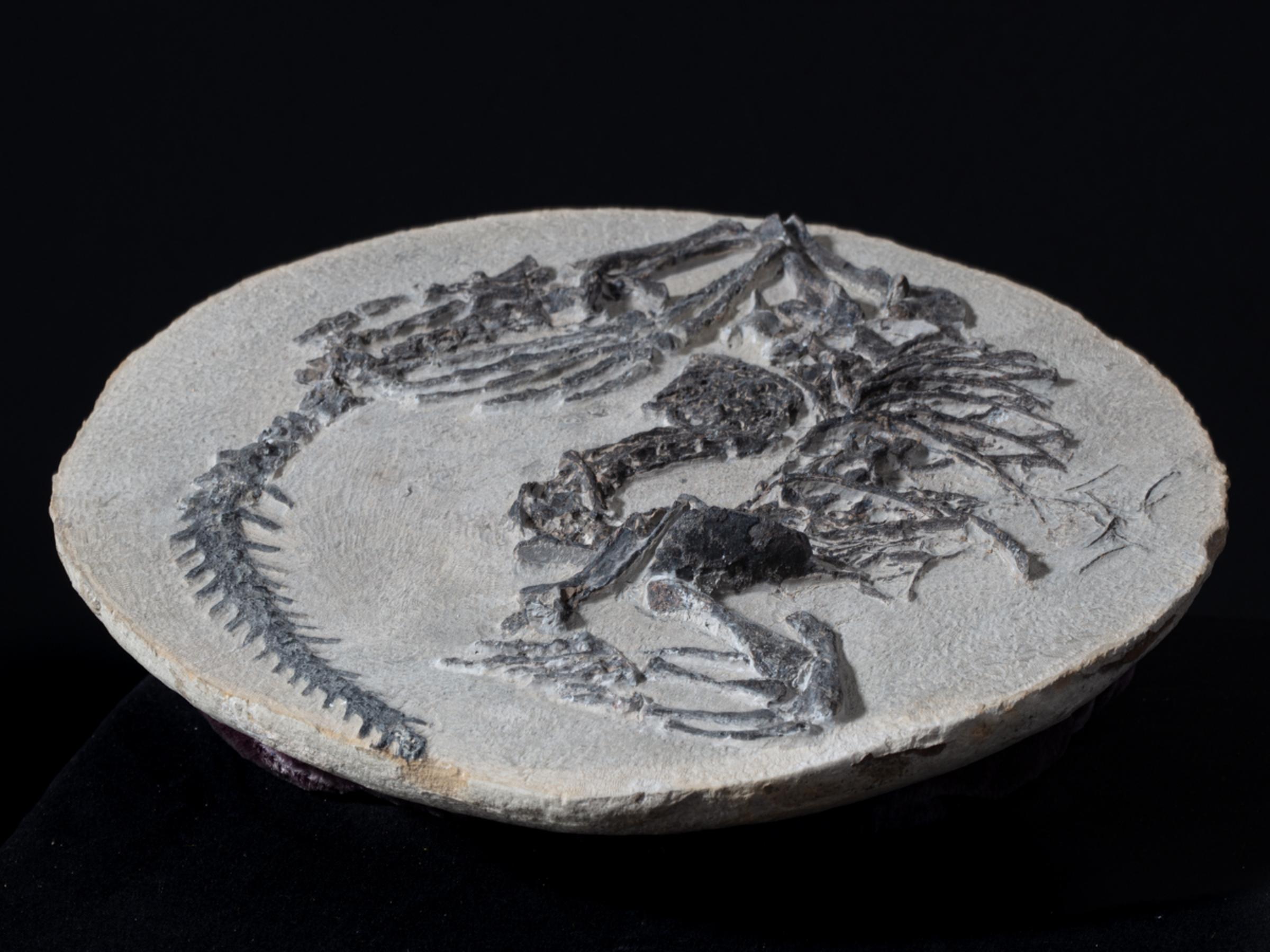 Claudiosaur - St1f0023 6 - F0023