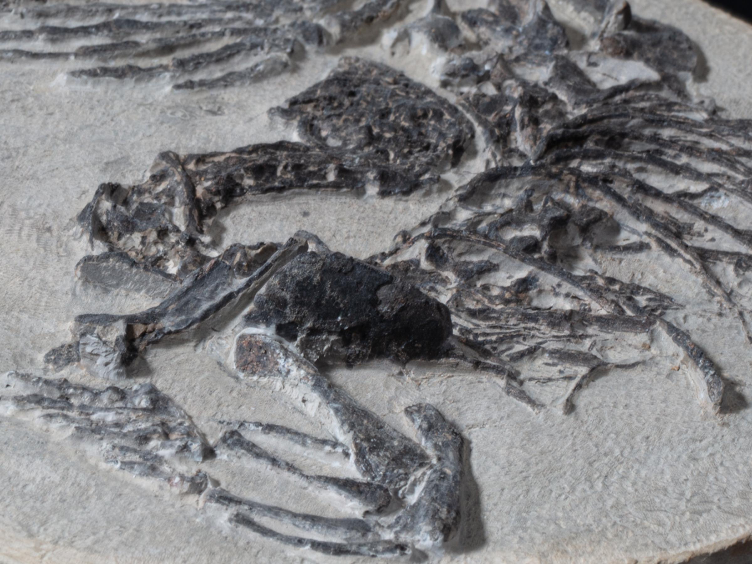 Claudiosaur - St1f0023 7 - F0023