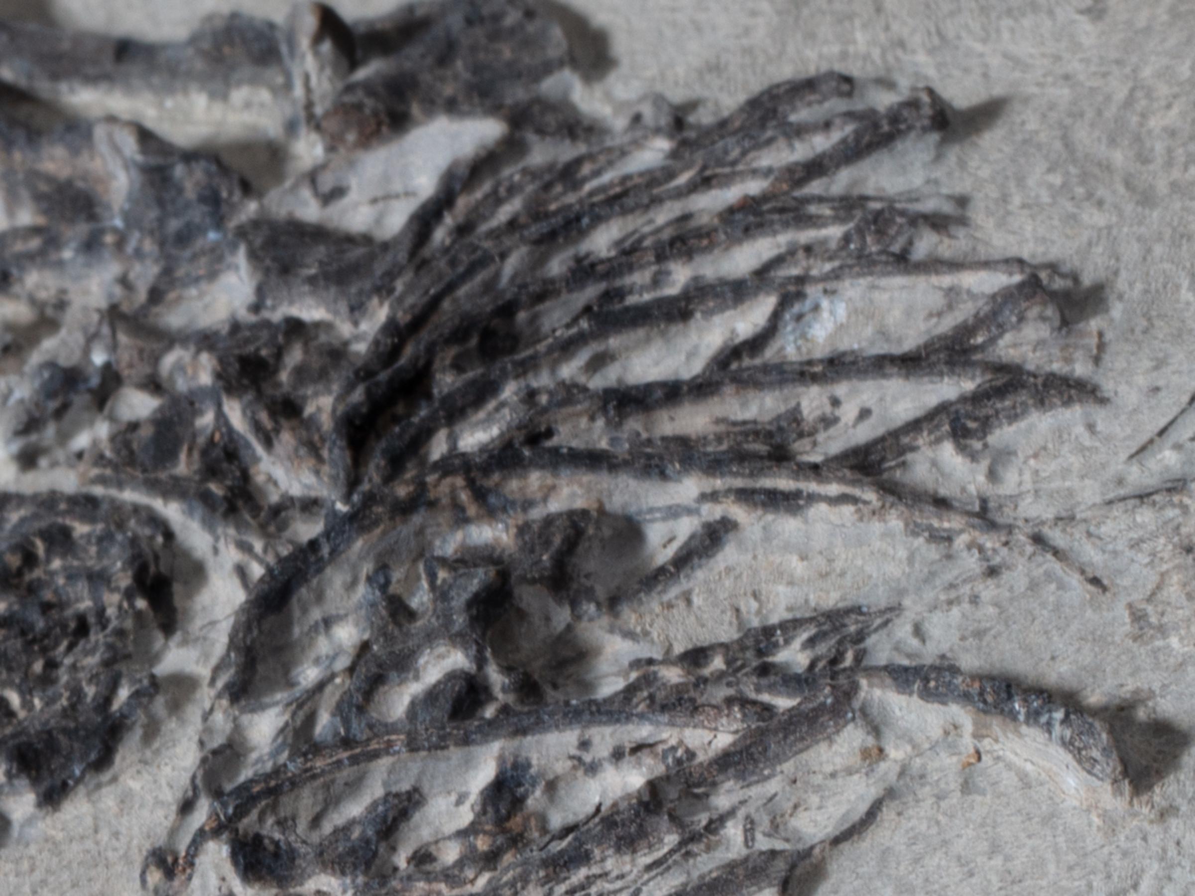 Claudiosaur - St1f0023 8 - F0023