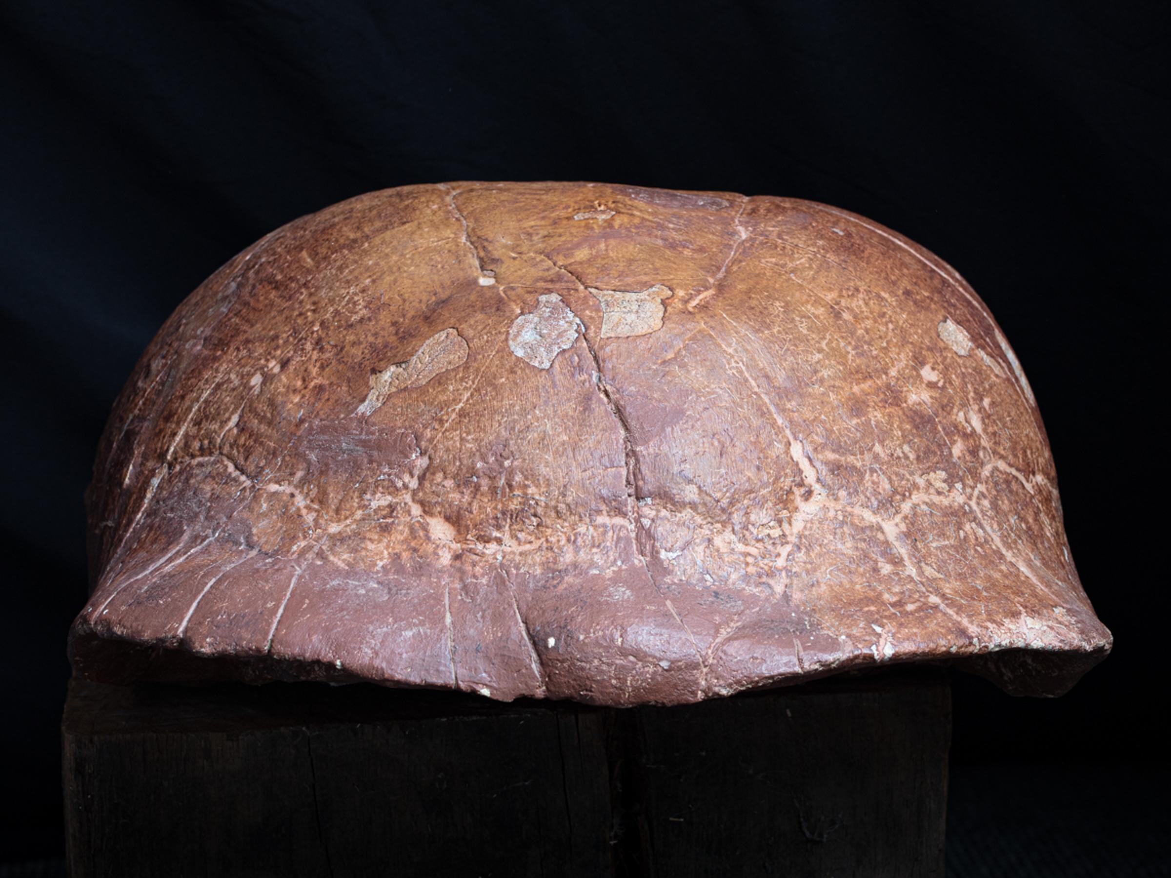 Fossil turtle - St1f0032 10 - F0032