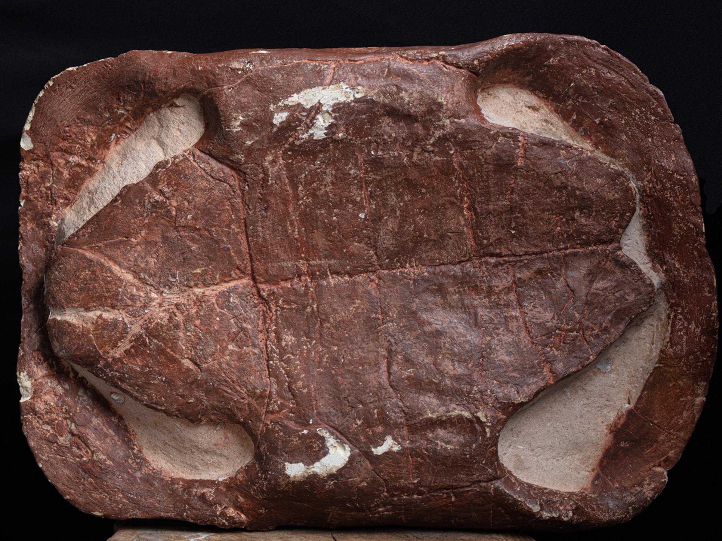 Fossil turtle - St1f0032 11 - F0032