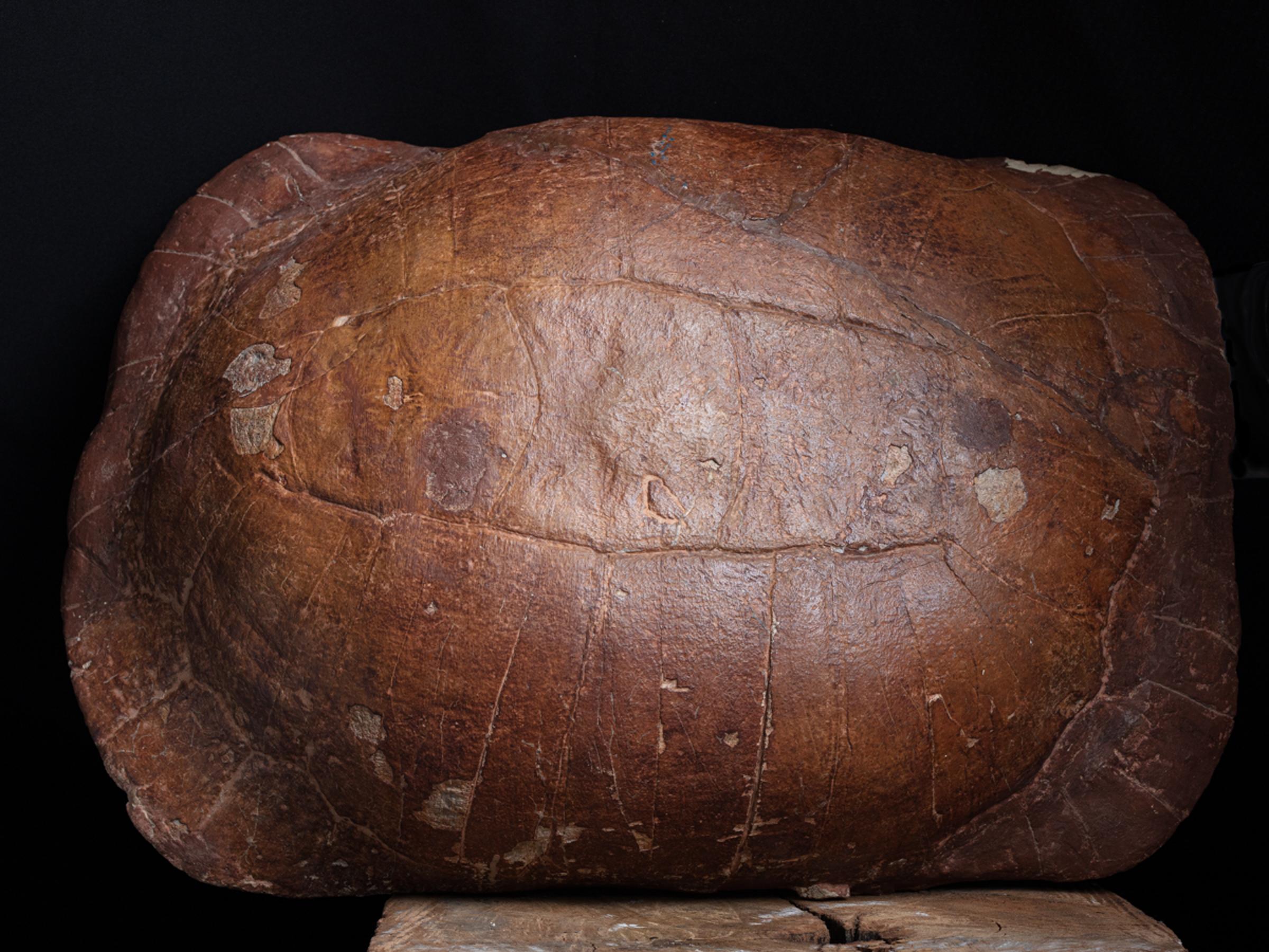 Fossil turtle - St1f0032 13 - F0032