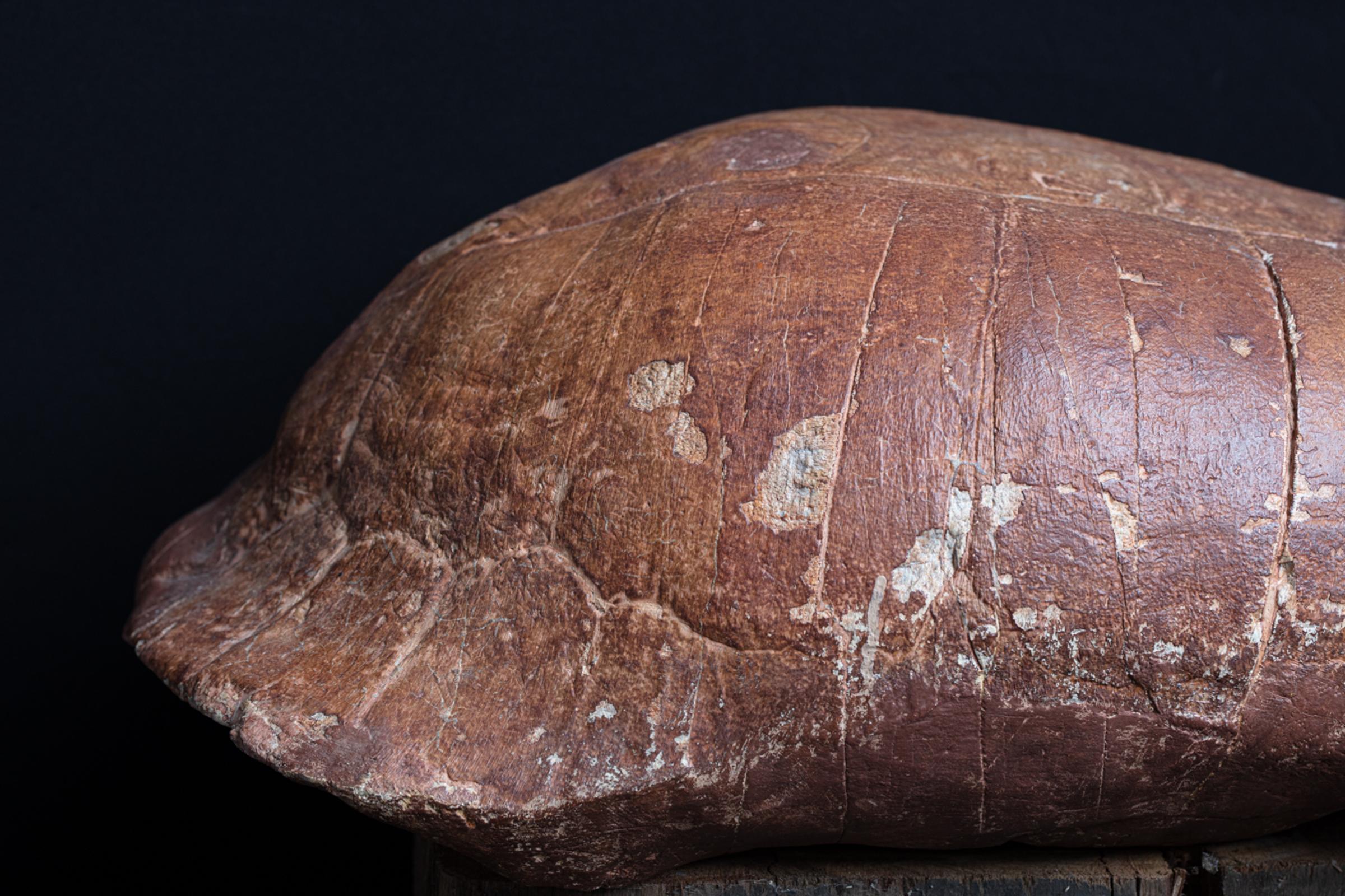 Fossil turtle - St1f0032 3 - F0032