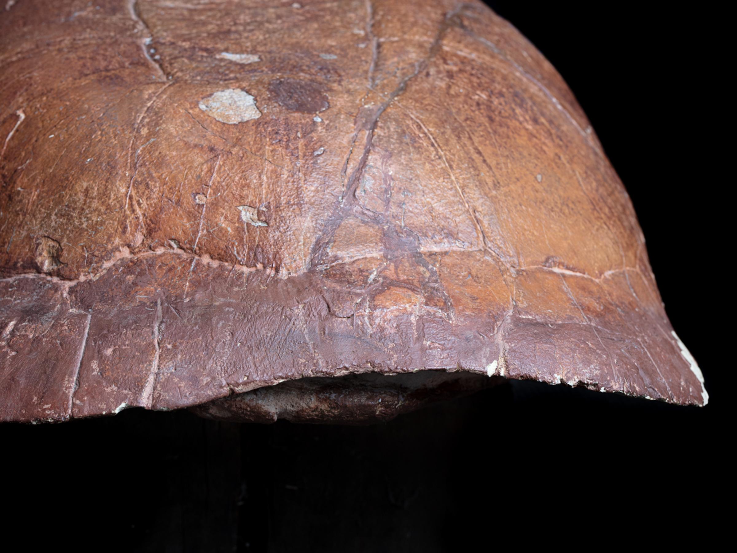 Fossil turtle - St1f0032 5 - F0032