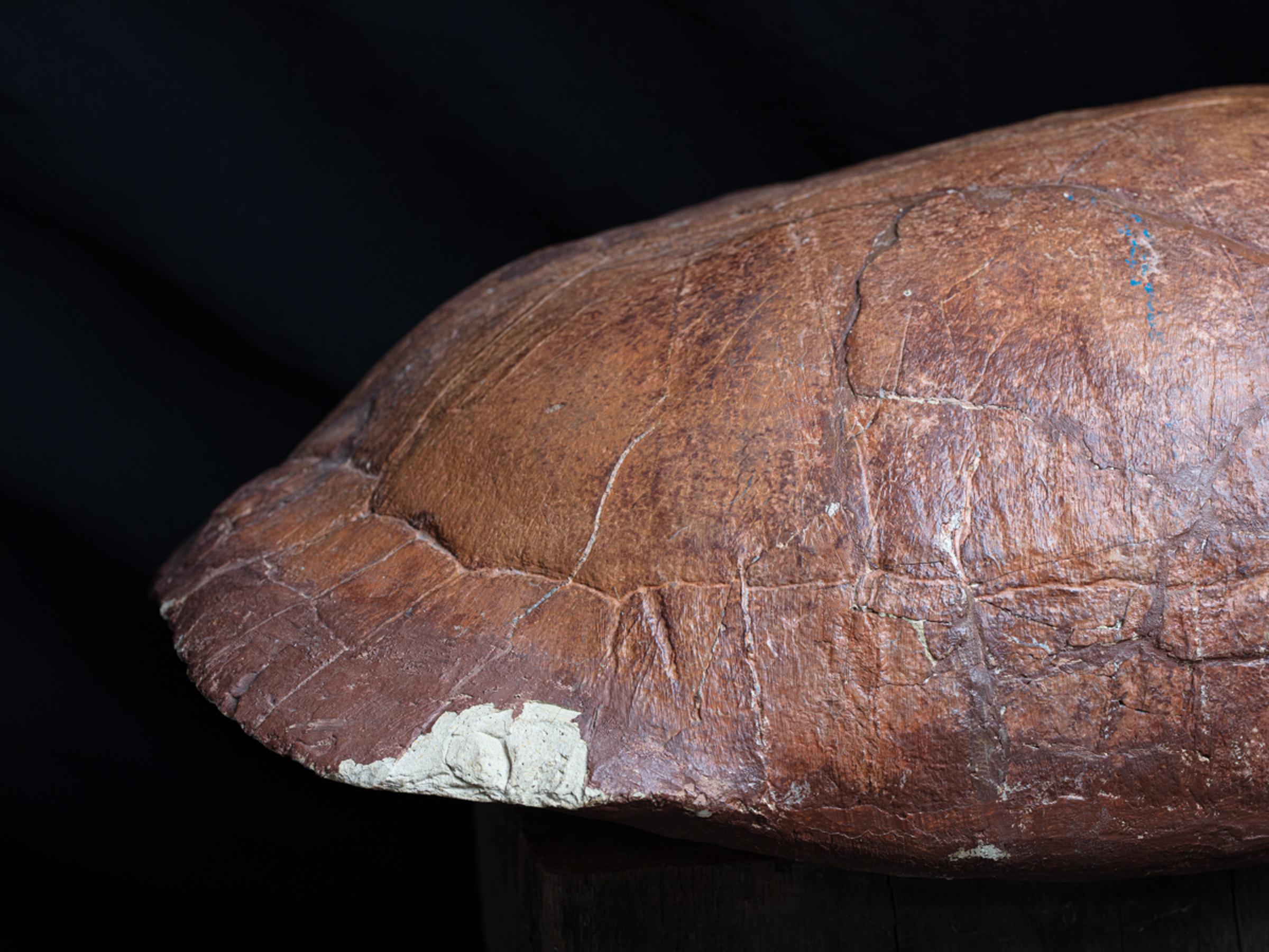Fossil turtle - St1f0032 9 - F0032