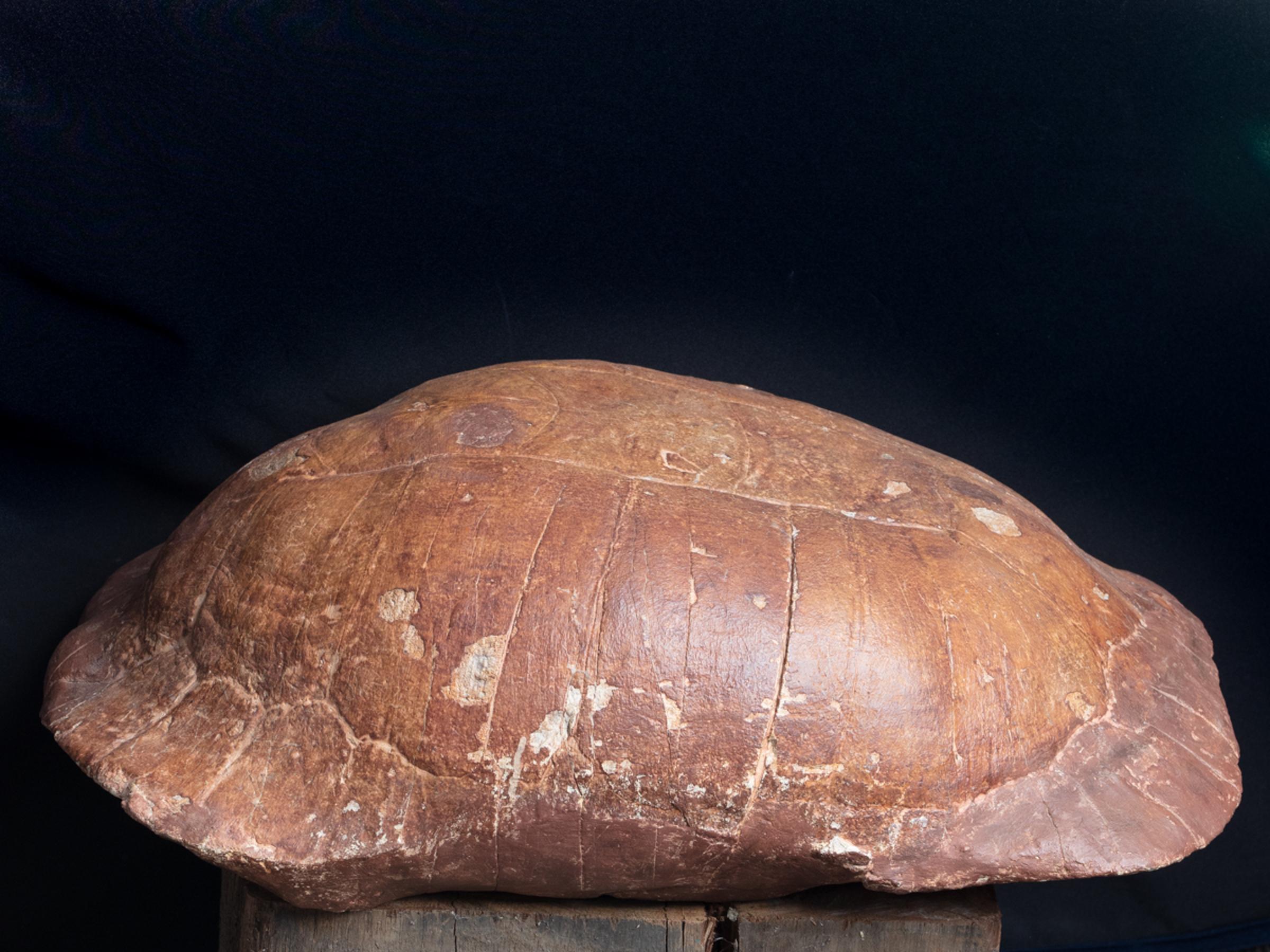 Fossil turtle - St1f0032 - F0032