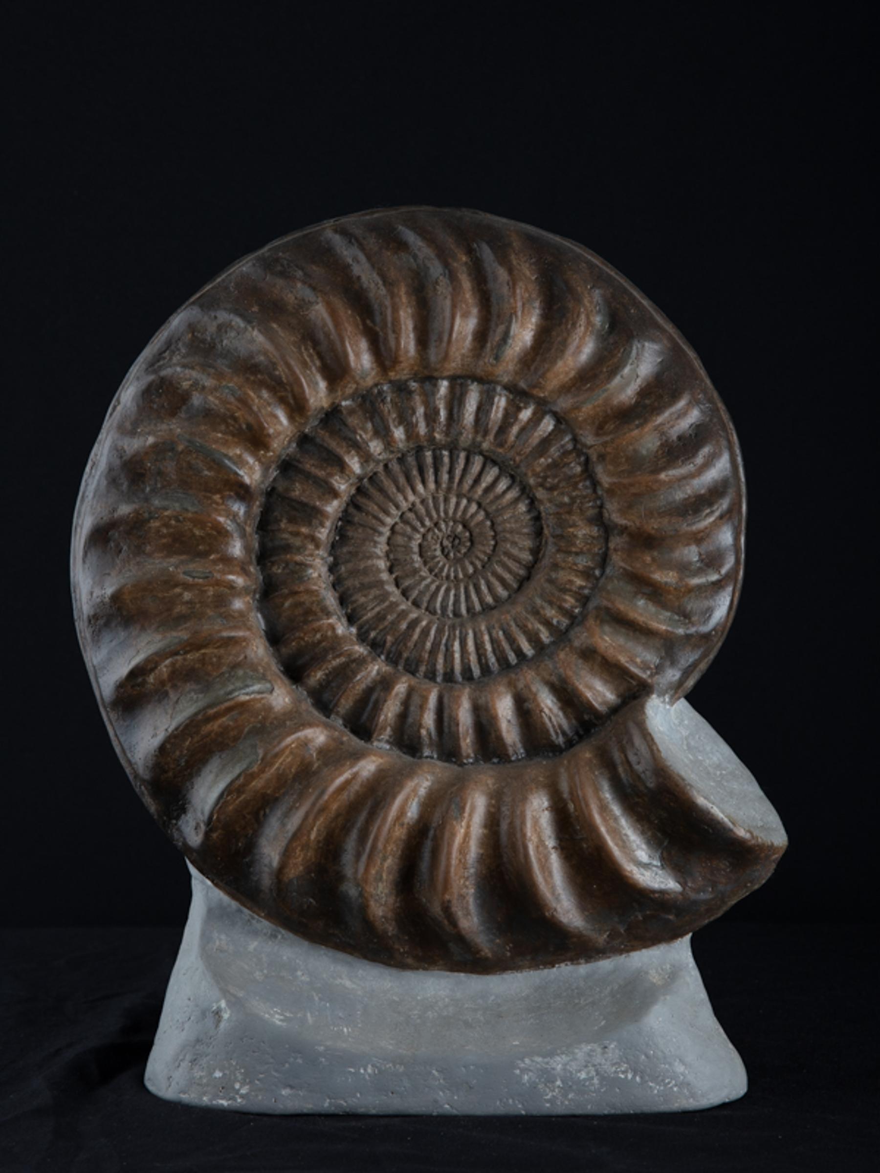 Ammonite on matrix - St1f0058 2 - F0058