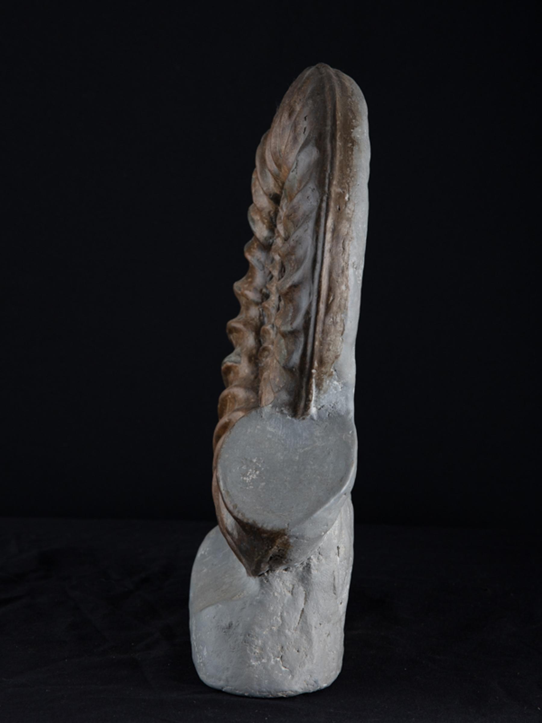 Ammonite on matrix - St1f0058 3 - F0058