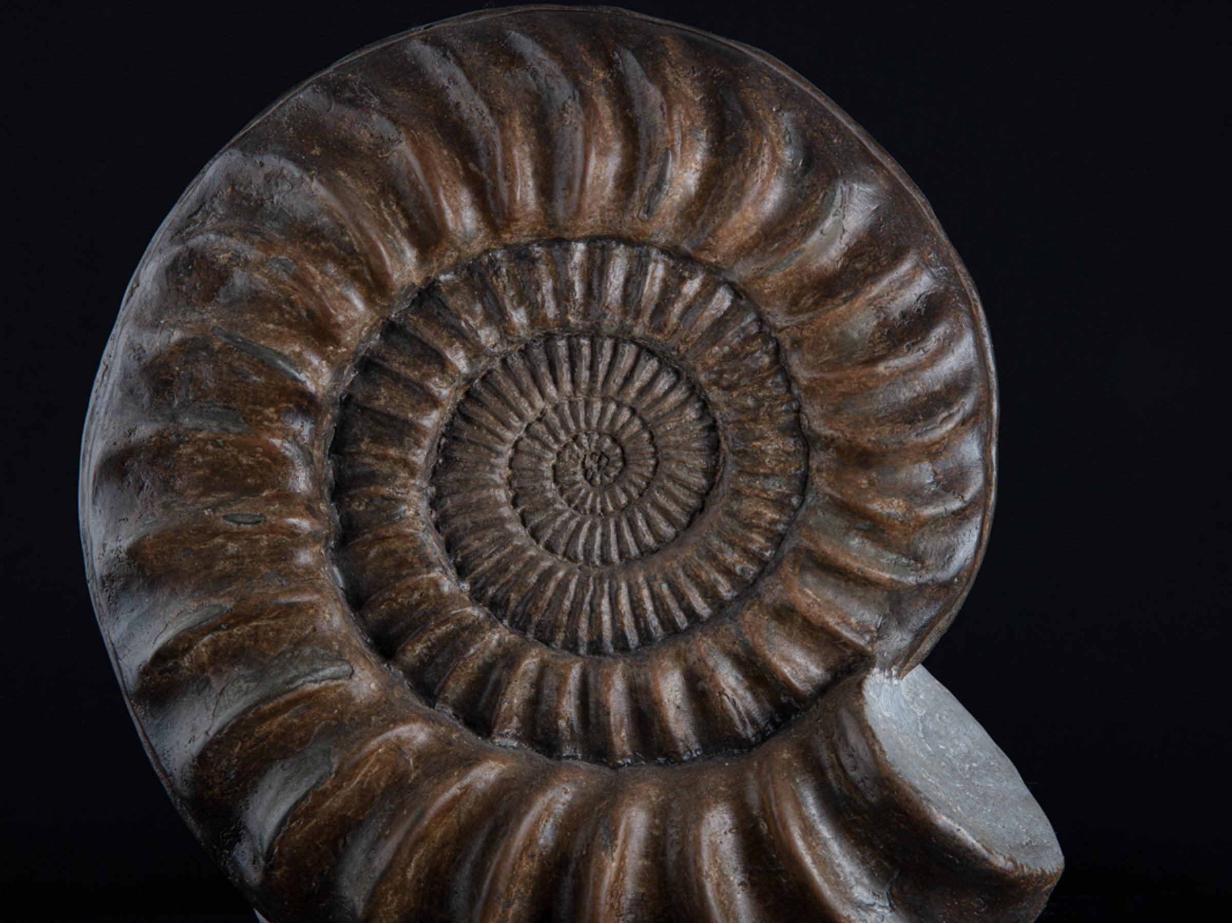 Ammonite on matrix - St1f0058 6 - F0058