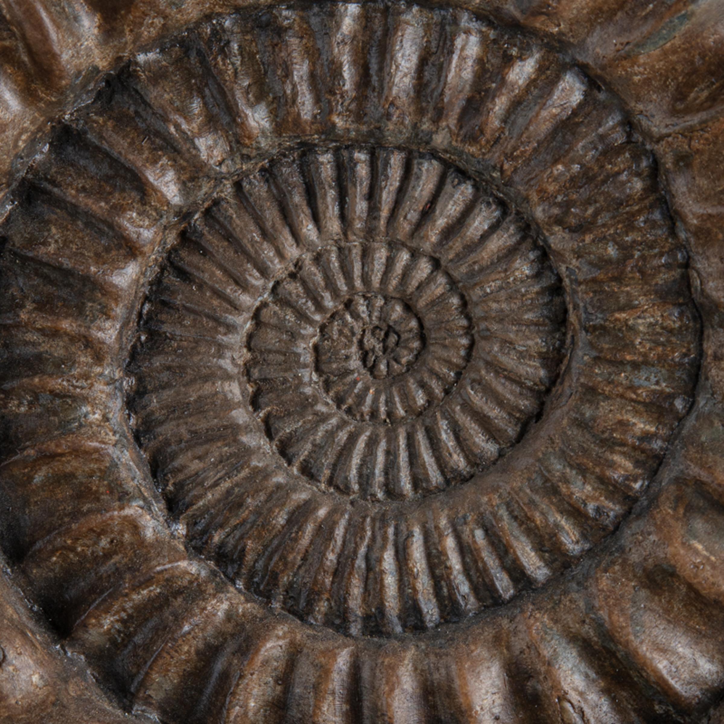 Ammonite on matrix - St1f0058 7 - F0058