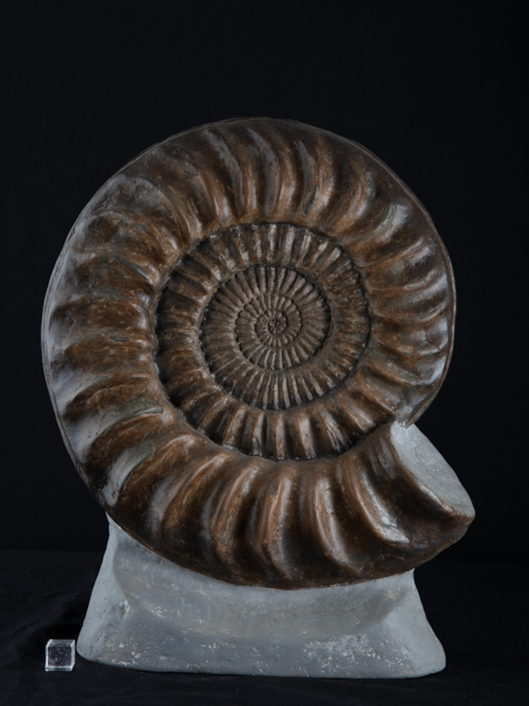 Ammonite on matrix - St1f0058 - F0058