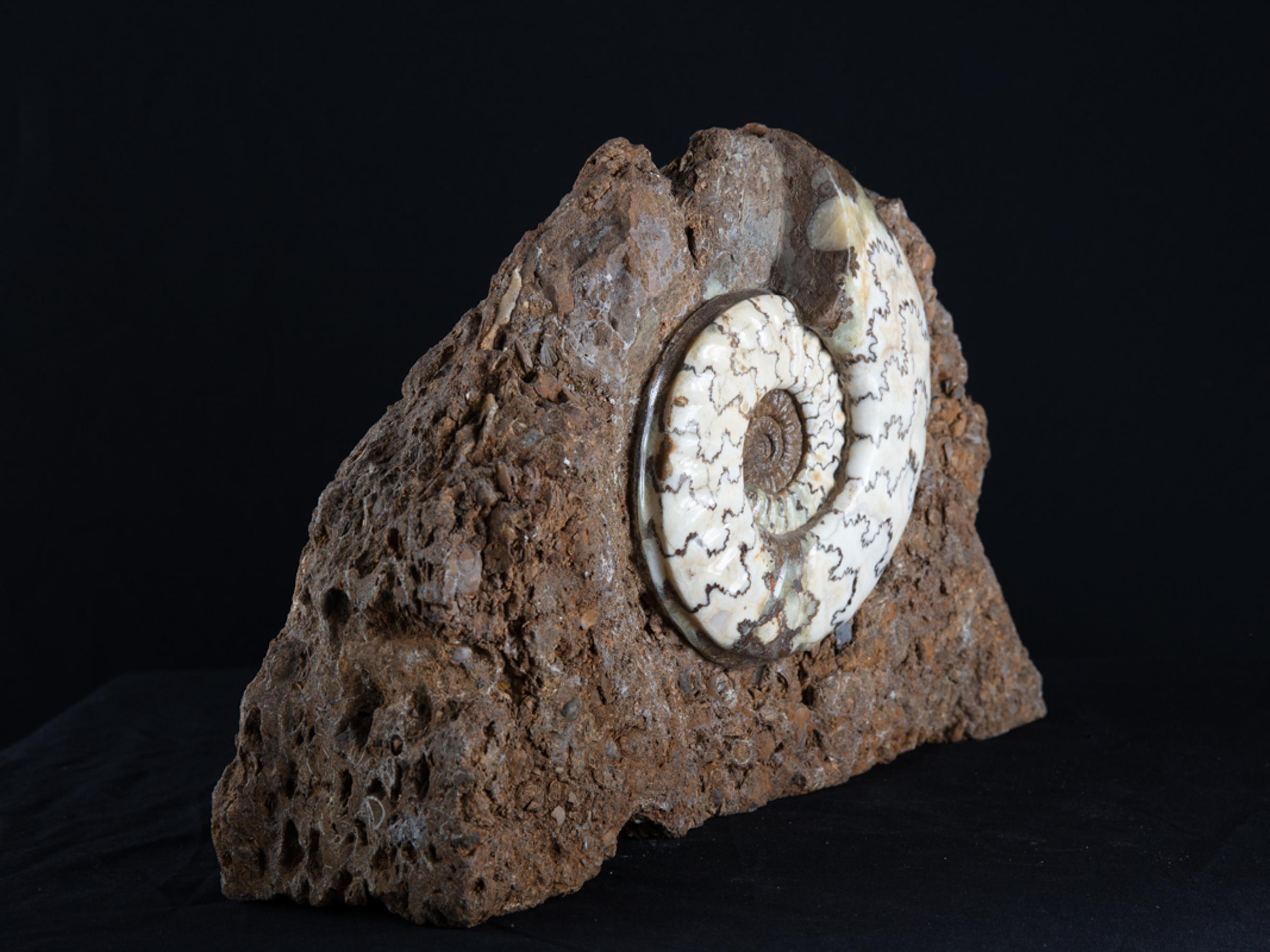 Scunny' scunthorpe ammonite on matrix - St1f0059 10 - F0059