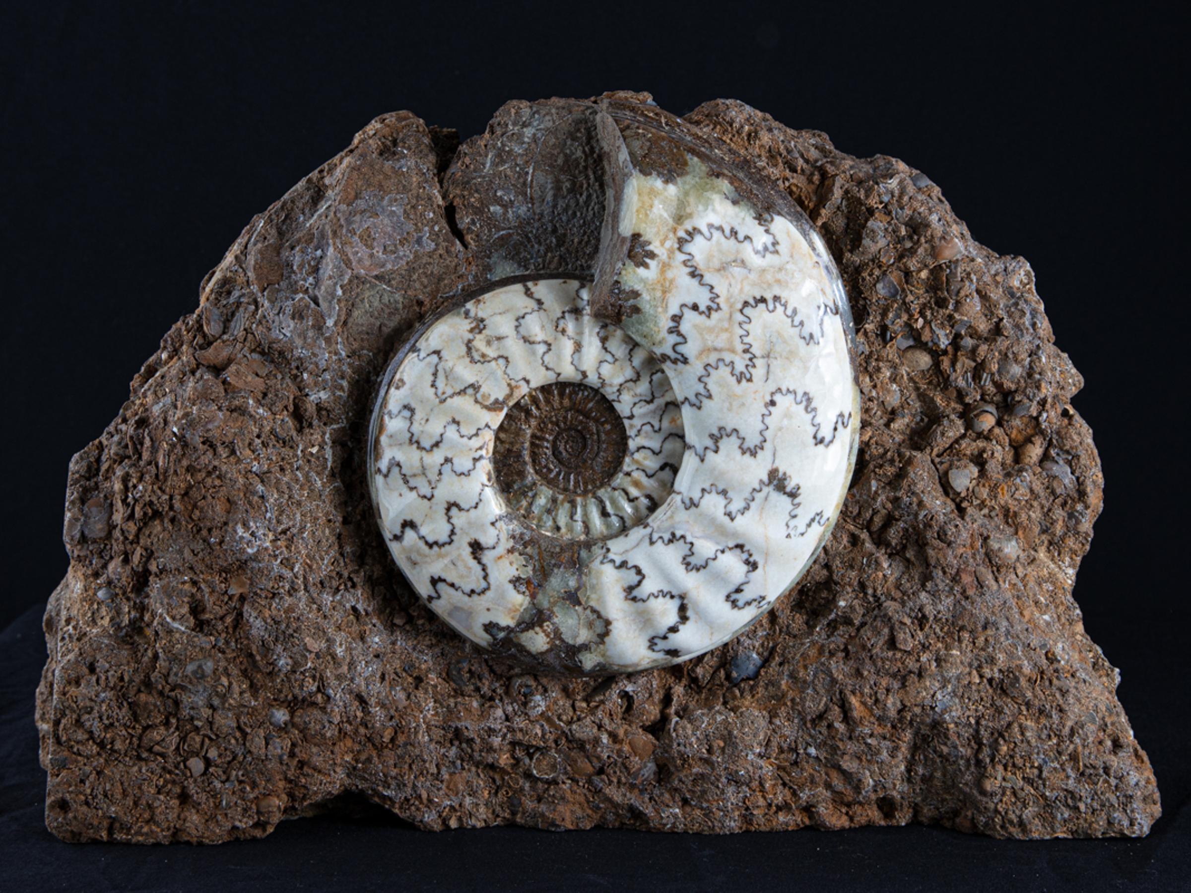 Scunny' scunthorpe ammonite on matrix - St1f0059 3 - F0059