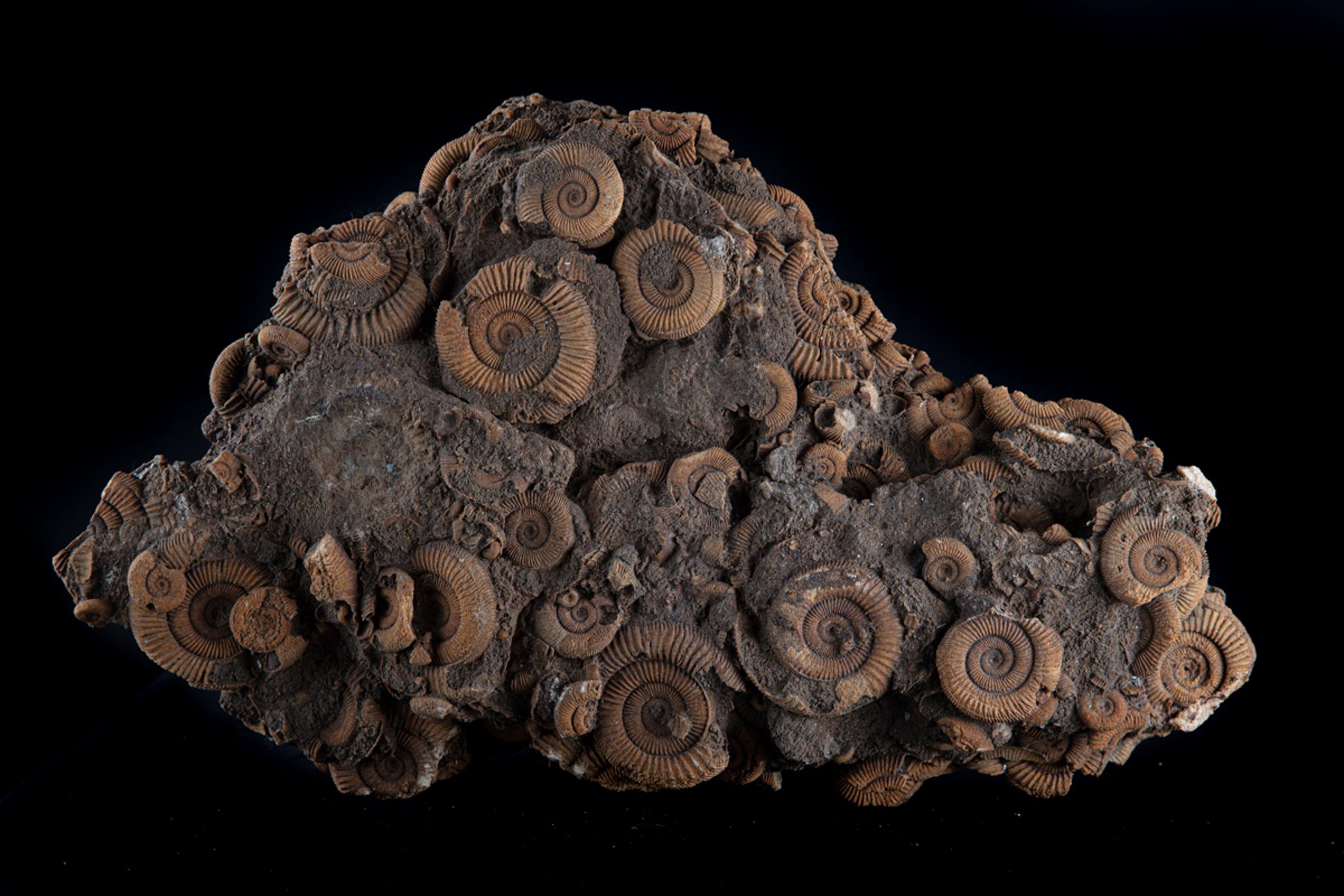 Ammonite group on matrix - St1f0064 11 - F0064
