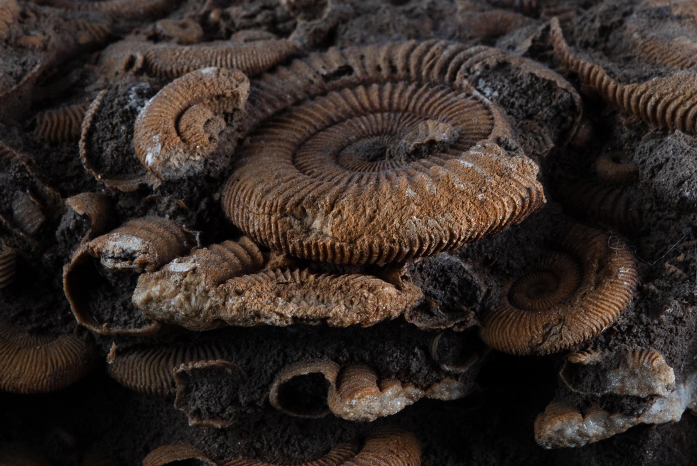 Ammonite group on matrix - St1f0064 2 - F0064