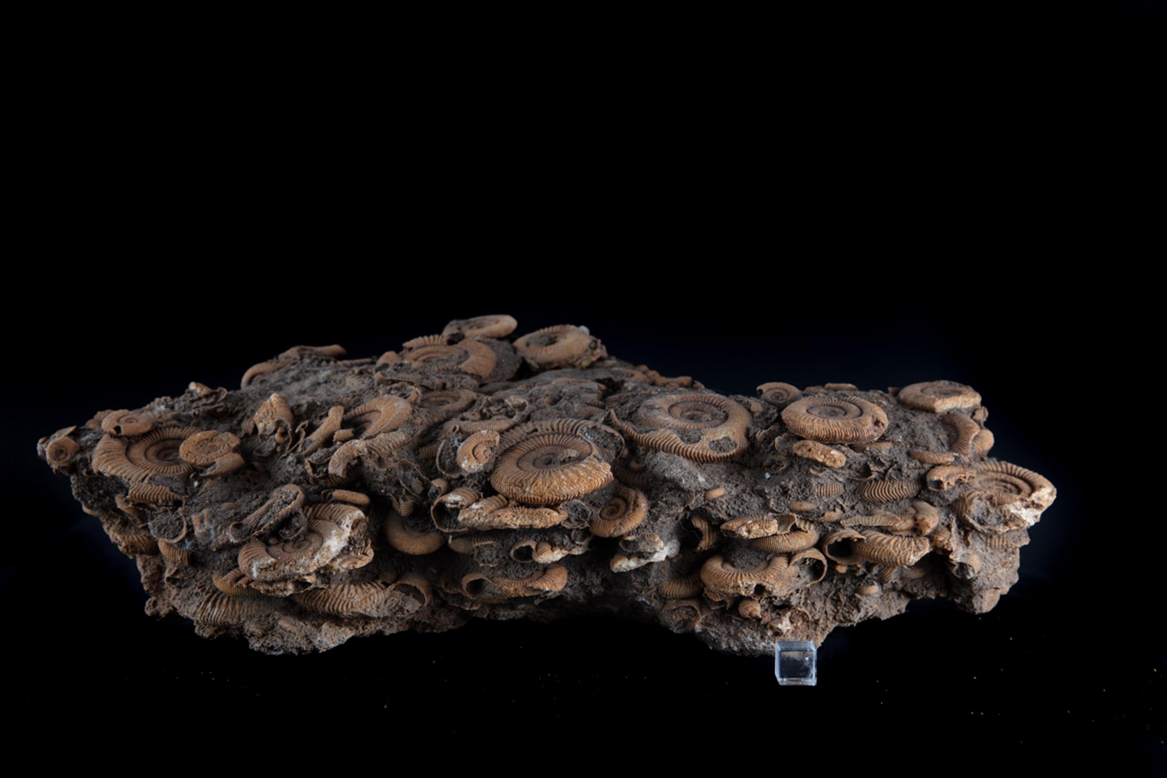 Ammonite group on matrix - St1f0064 3 - F0064