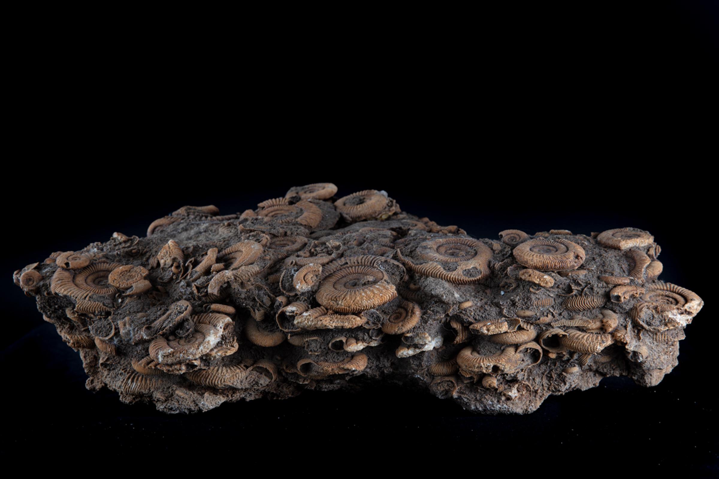 Ammonite group on matrix - St1f0064 4 - F0064