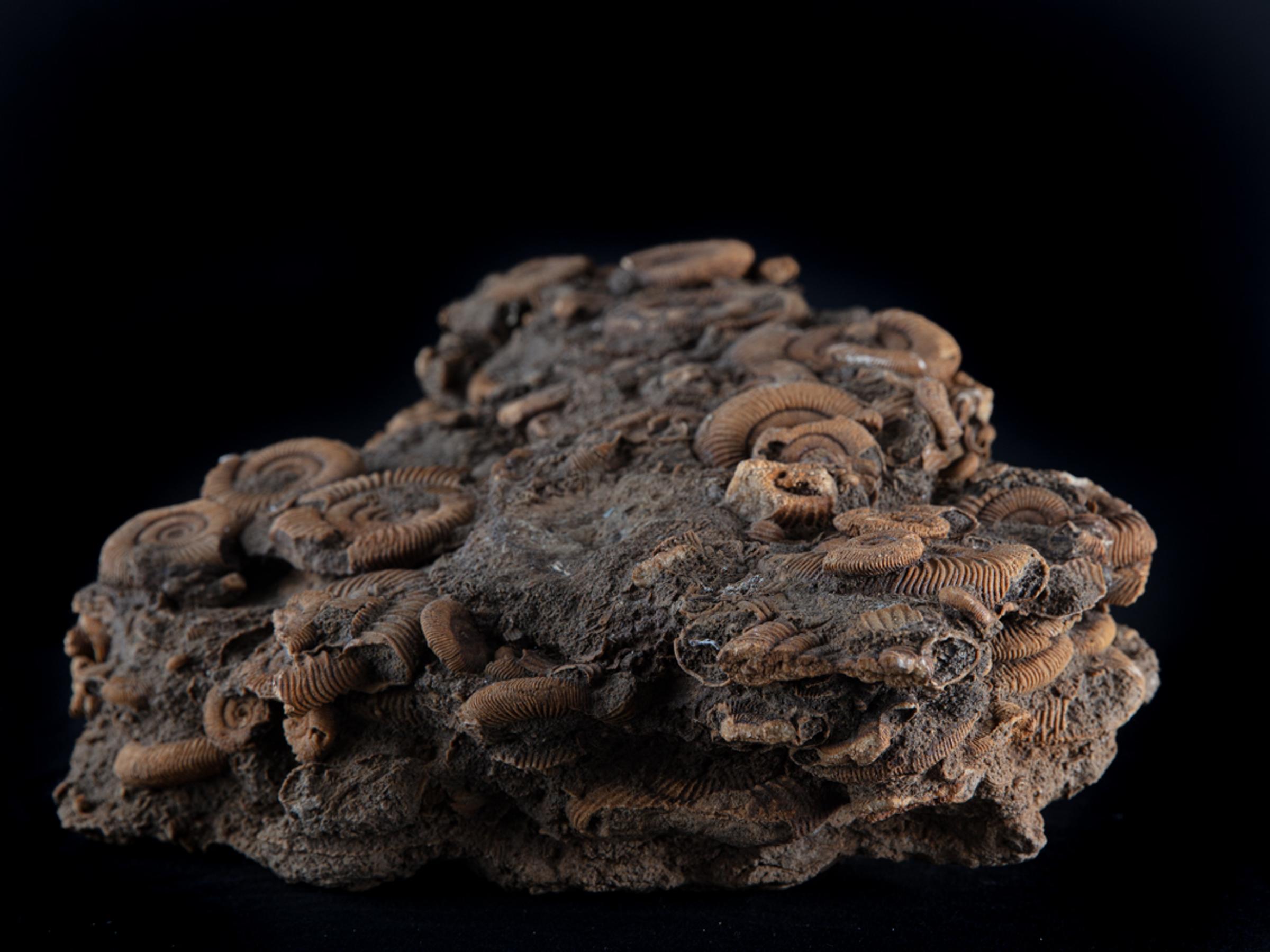 Ammonite group on matrix - St1f0064 5 - F0064
