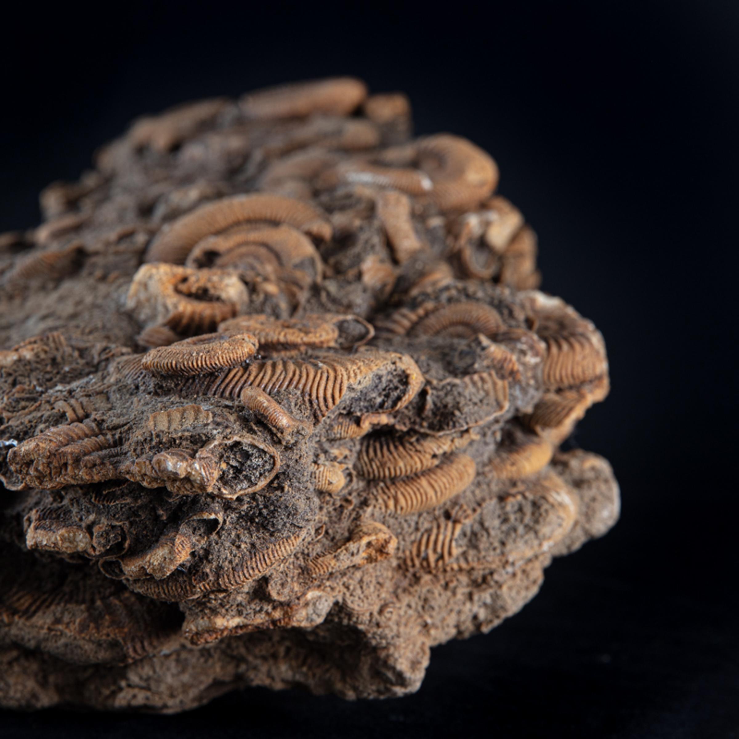 Ammonite group on matrix - St1f0064 6 - F0064