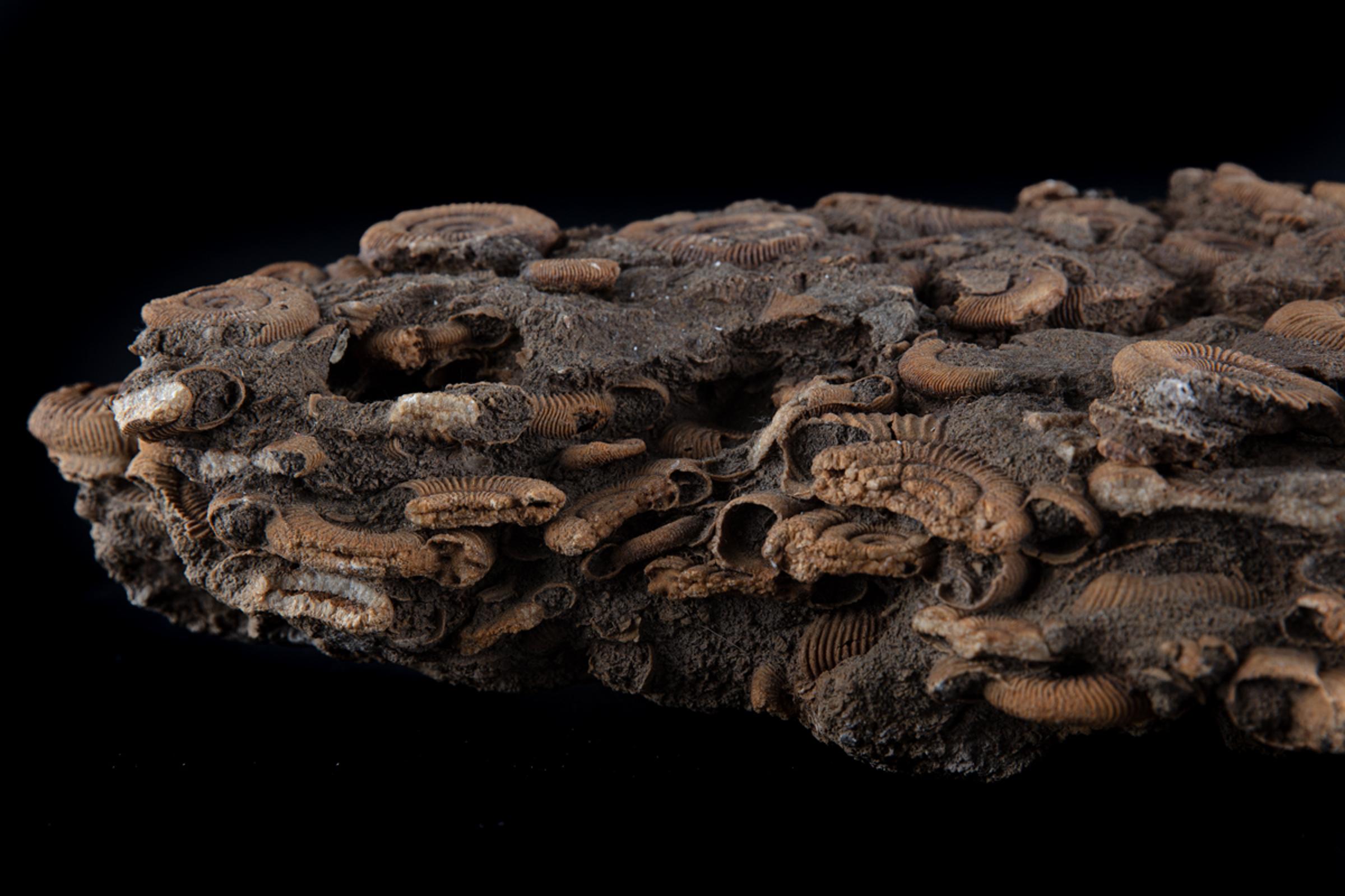 Ammonite group on matrix - St1f0064 8 - F0064