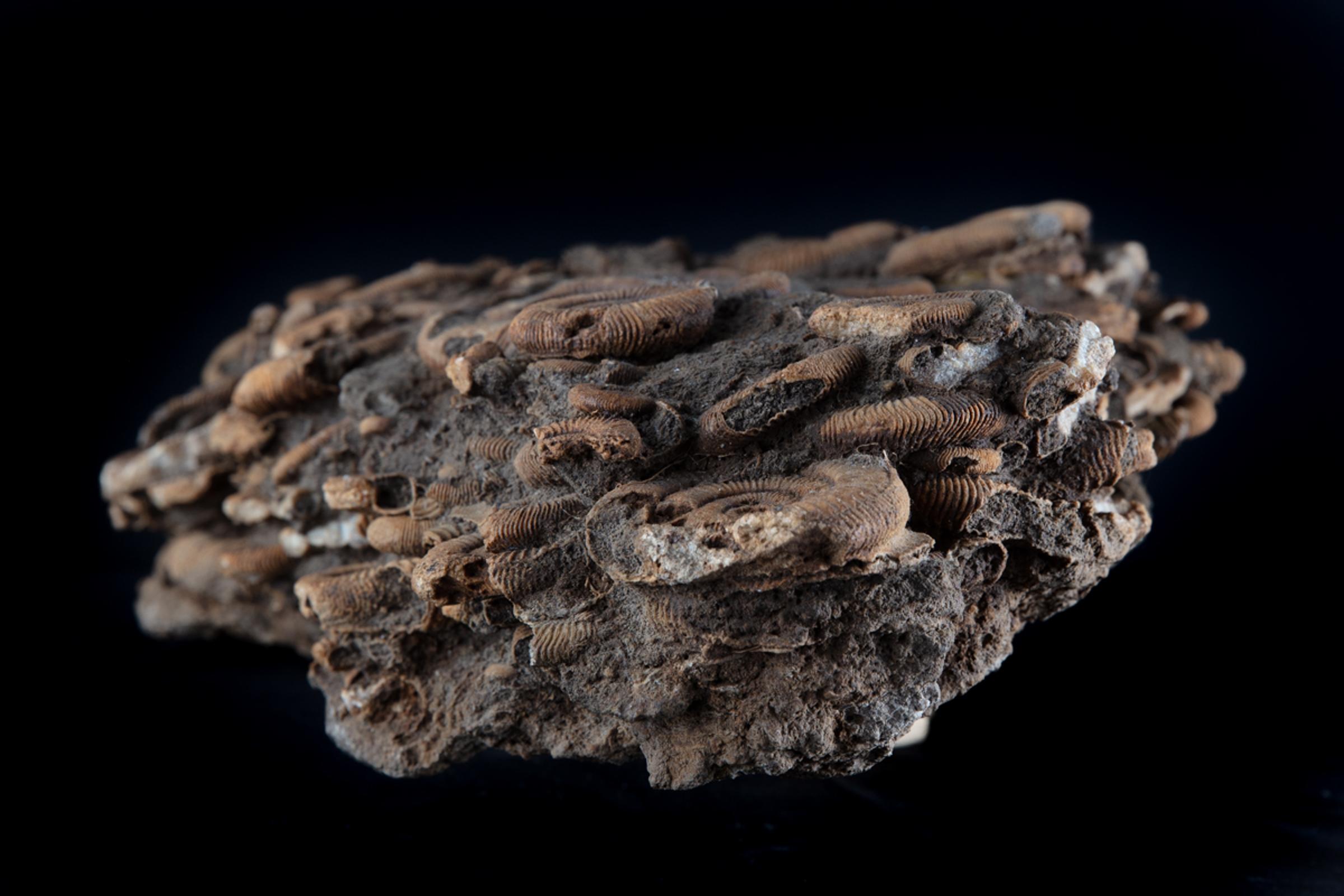 Ammonite group on matrix - St1f0064 9 - F0064