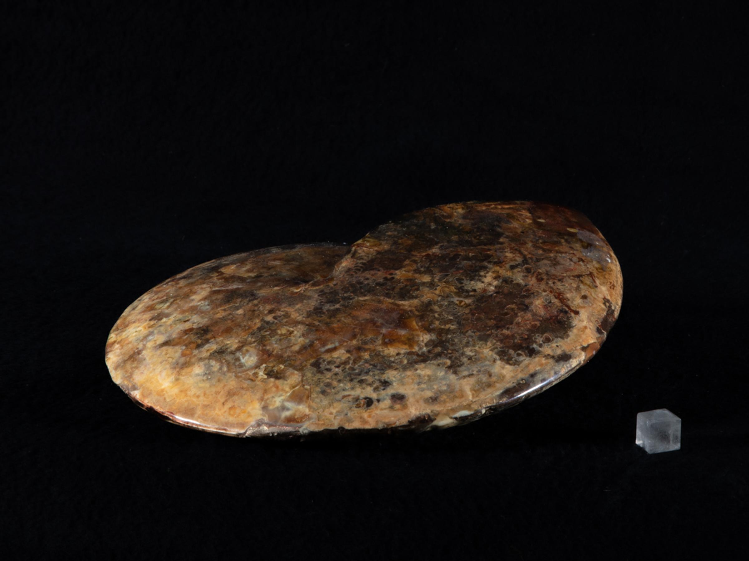 Opalized ammonite - St1galleryf0083 6962 - F0083