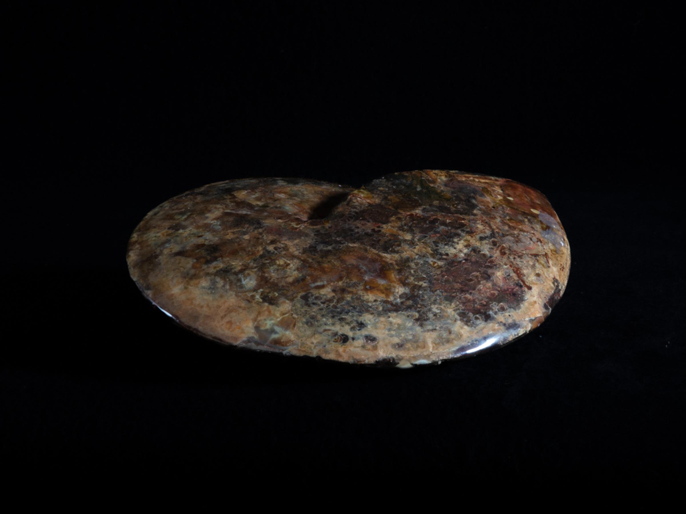 Opalized ammonite - St1galleryf0083 6963 - F0083