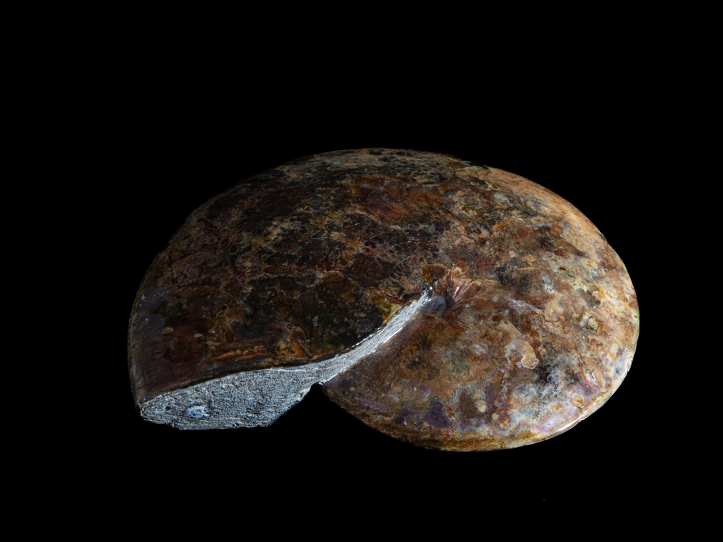 Opalized ammonite - St1galleryf0083 6965 - F0083