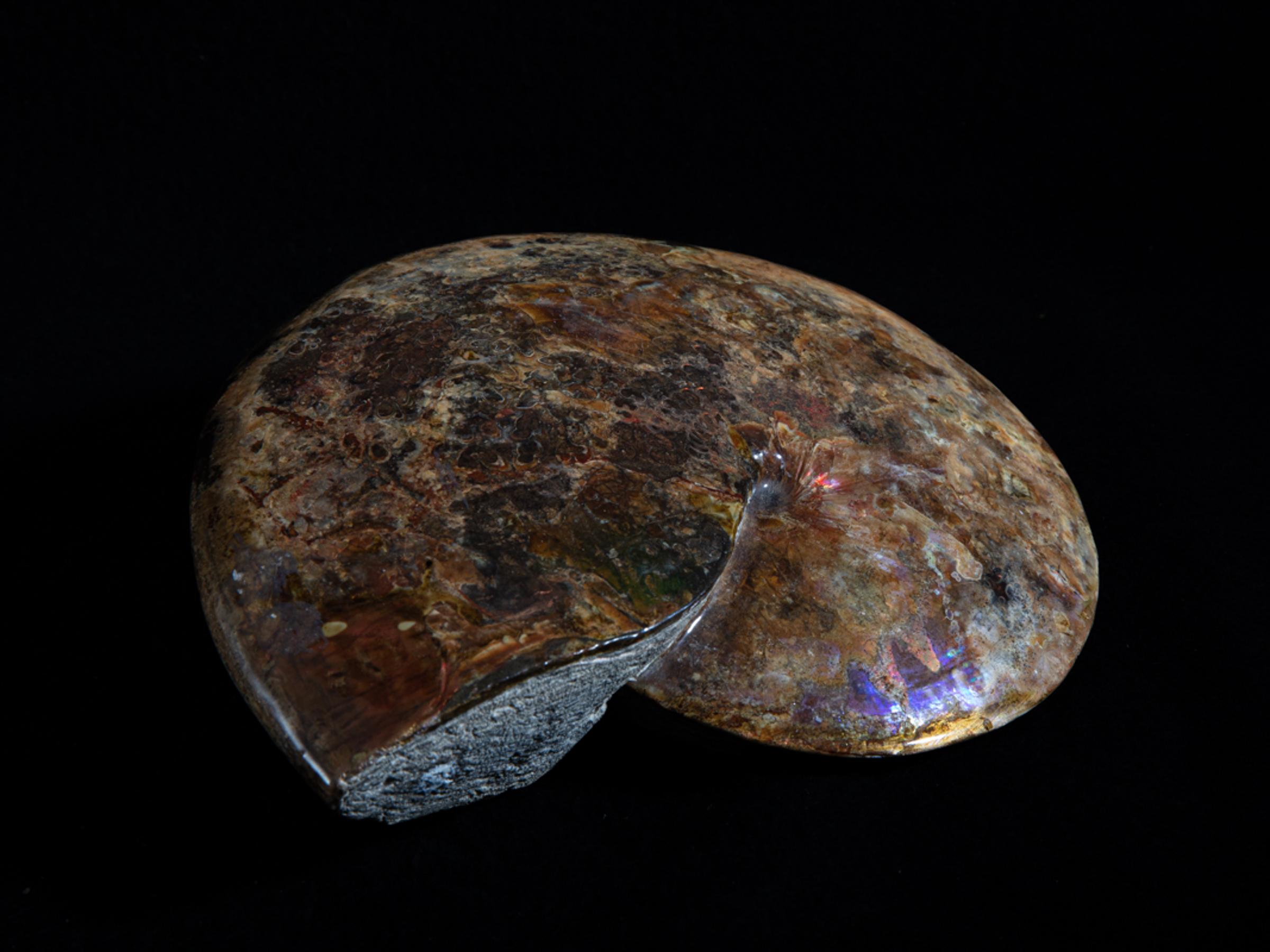 Opalized ammonite - St1galleryf0083 6968 - F0083