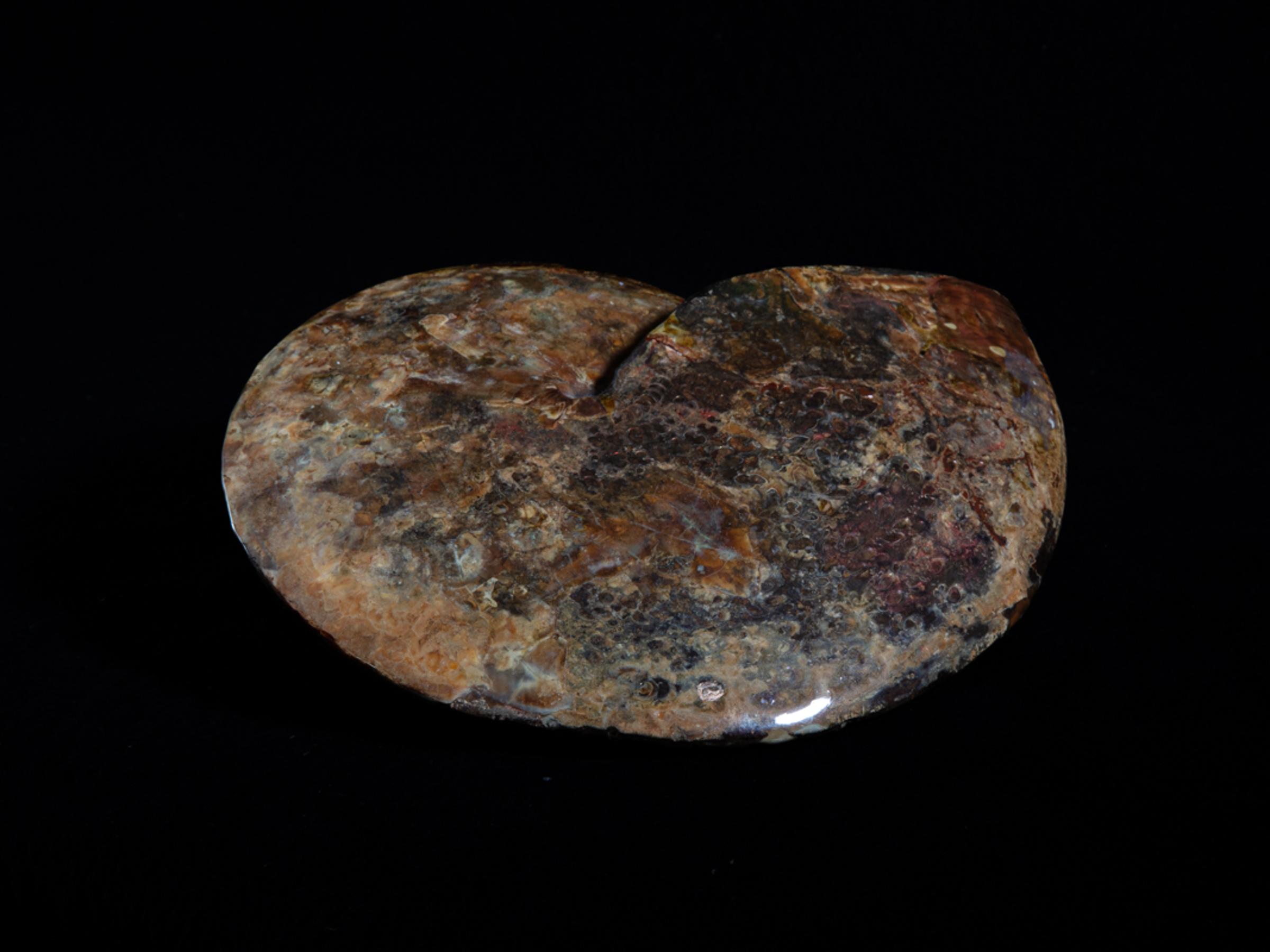Opalized ammonite - St1galleryf0083 6972 - F0083