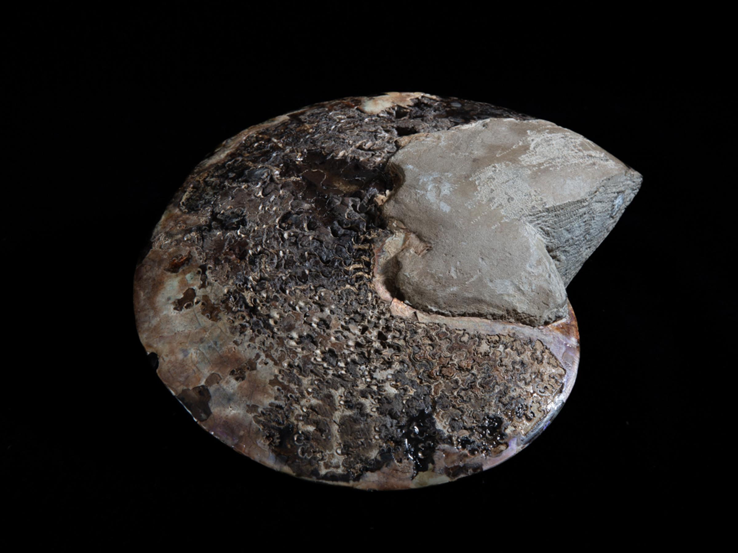 Opalized ammonite - St1galleryf0083 6976 - F0083