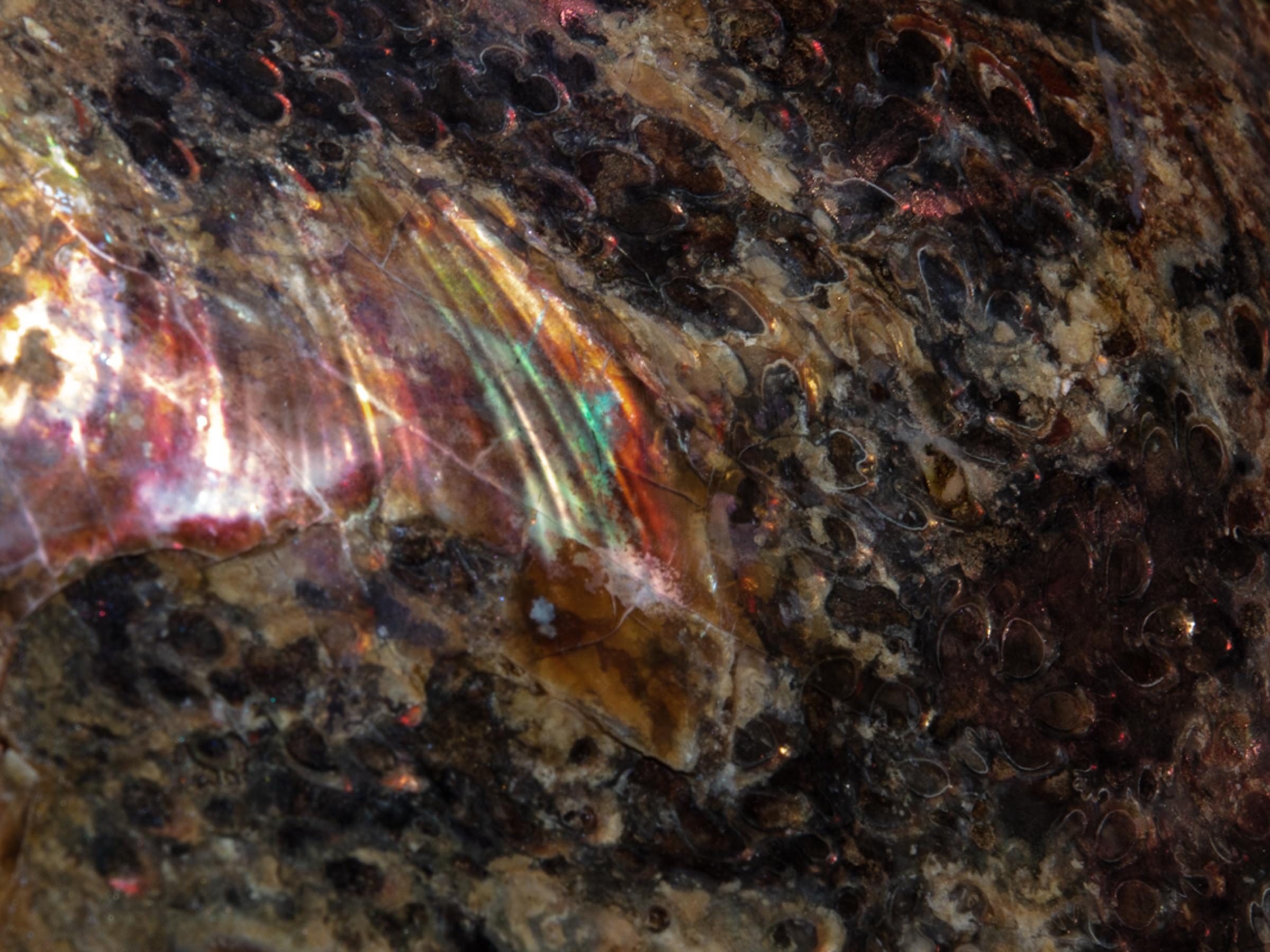 Opalized ammonite - St1galleryf0083 6977 - F0083