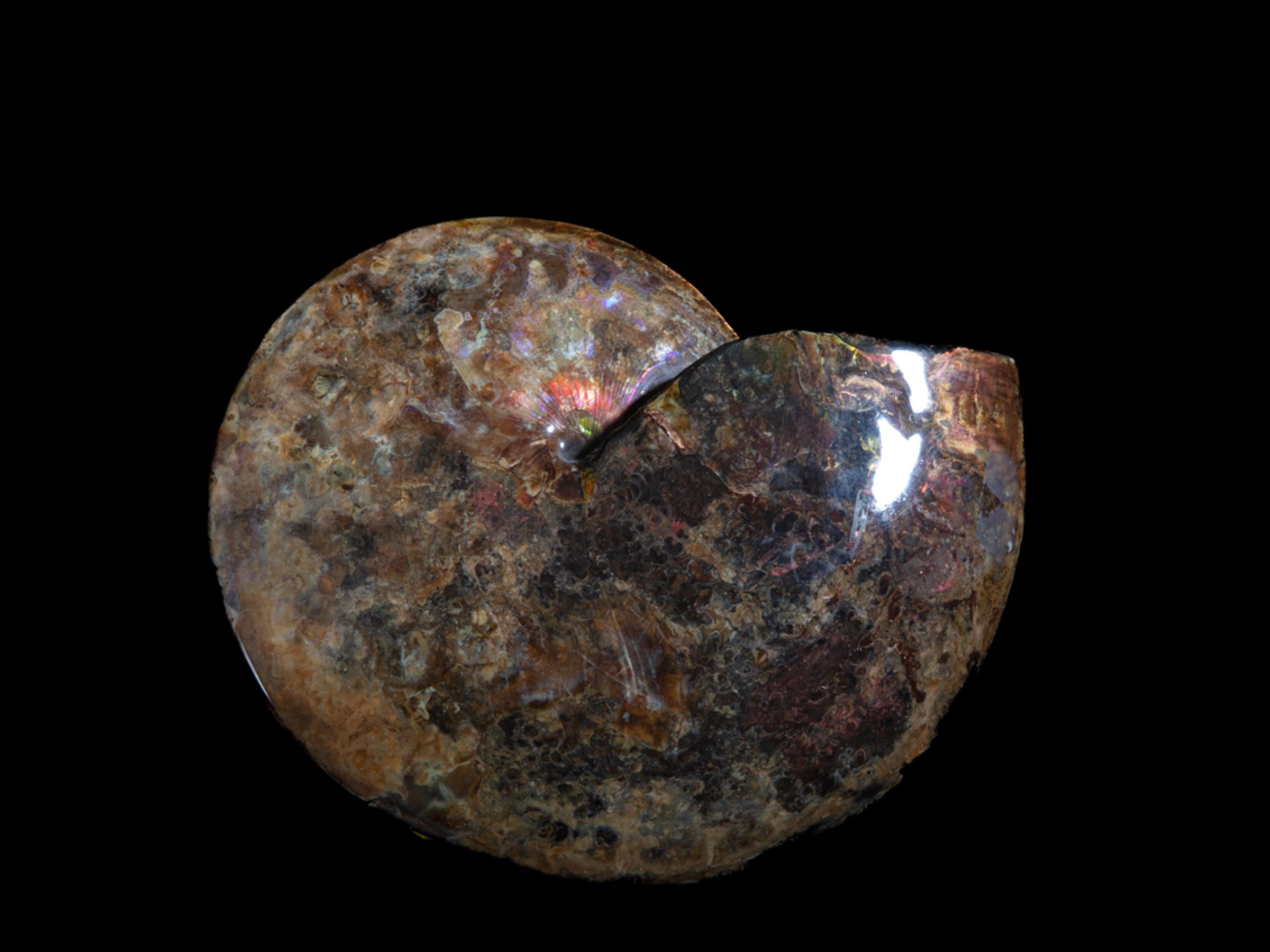 Opalized ammonite - St1galleryf0083 6979 - F0083