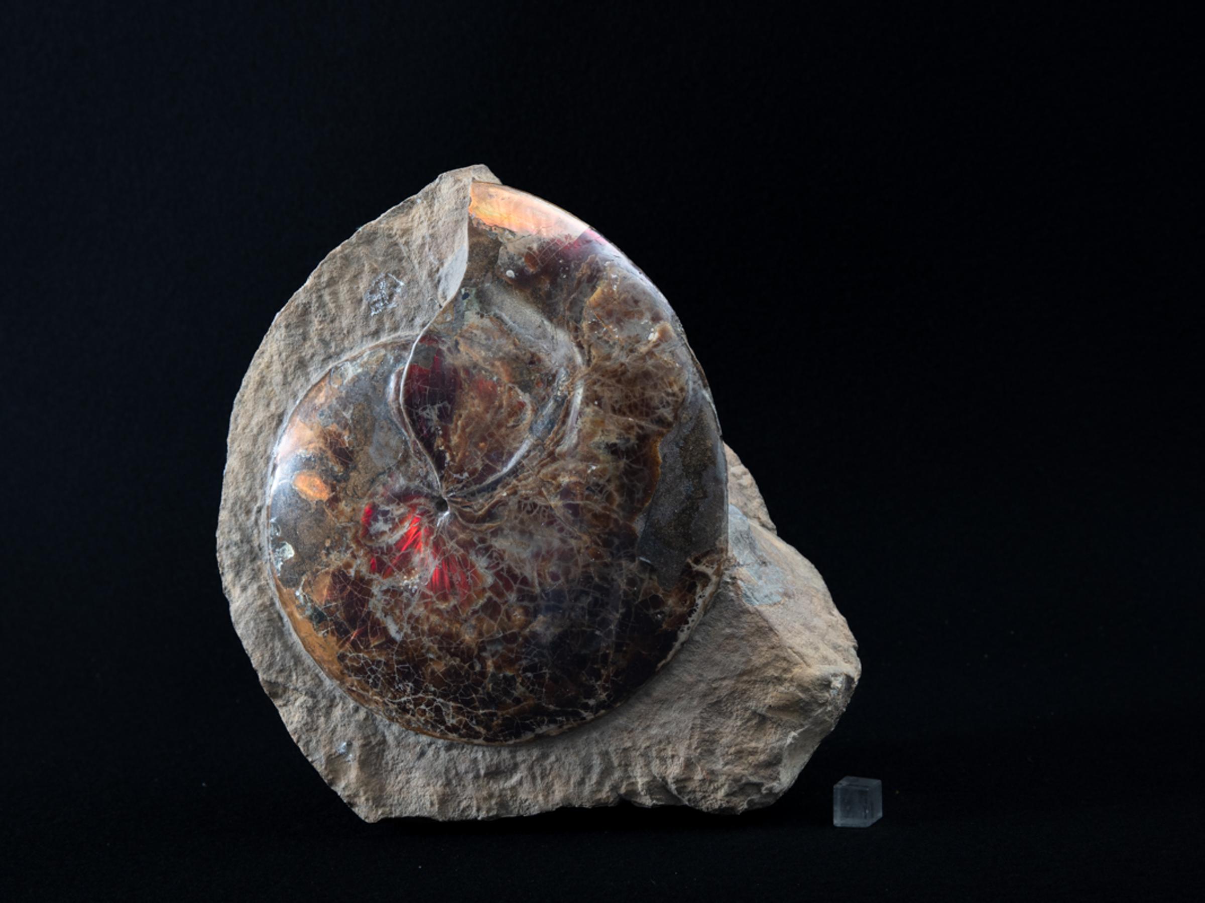 Ammonite opalized lenticularis in matrix - St1galleryf0095 7418 - F0095