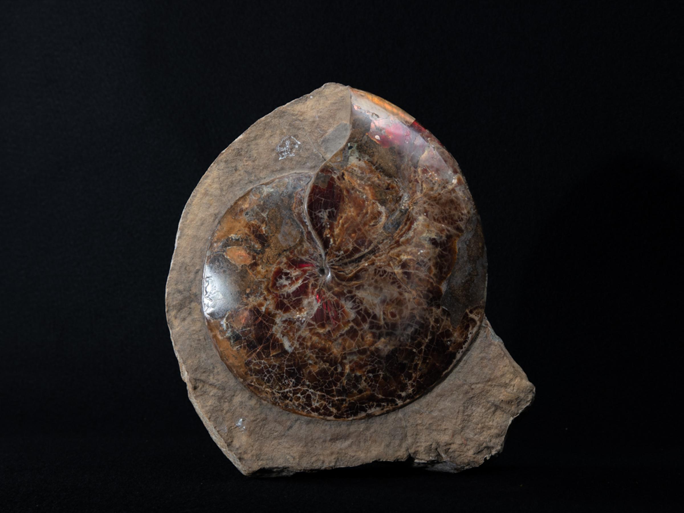 Ammonite opalized lenticularis in matrix - St1galleryf0095 7423 - F0095