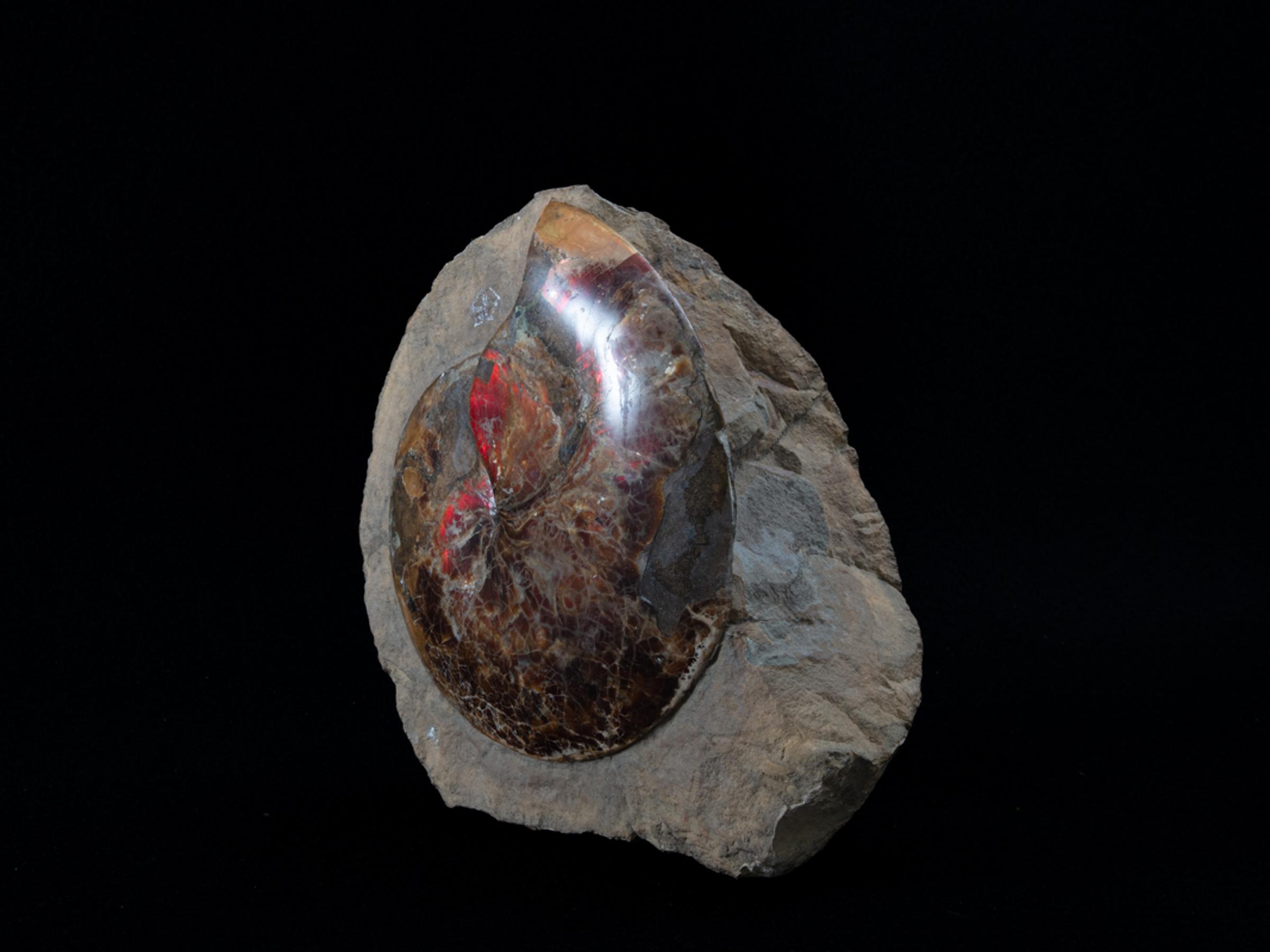 Ammonite opalized lenticularis in matrix - St1galleryf0095 7425 - F0095