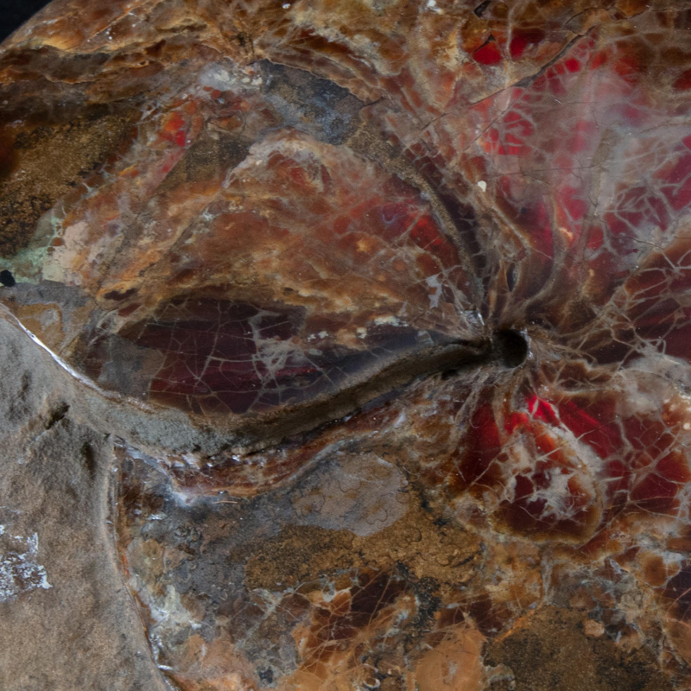 Ammonite opalized lenticularis in matrix - St1galleryf0095 7426 - F0095