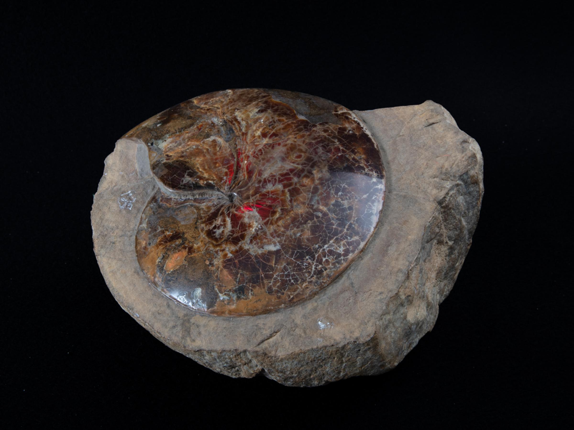 Ammonite opalized lenticularis in matrix - St1galleryf0095 7428 - F0095