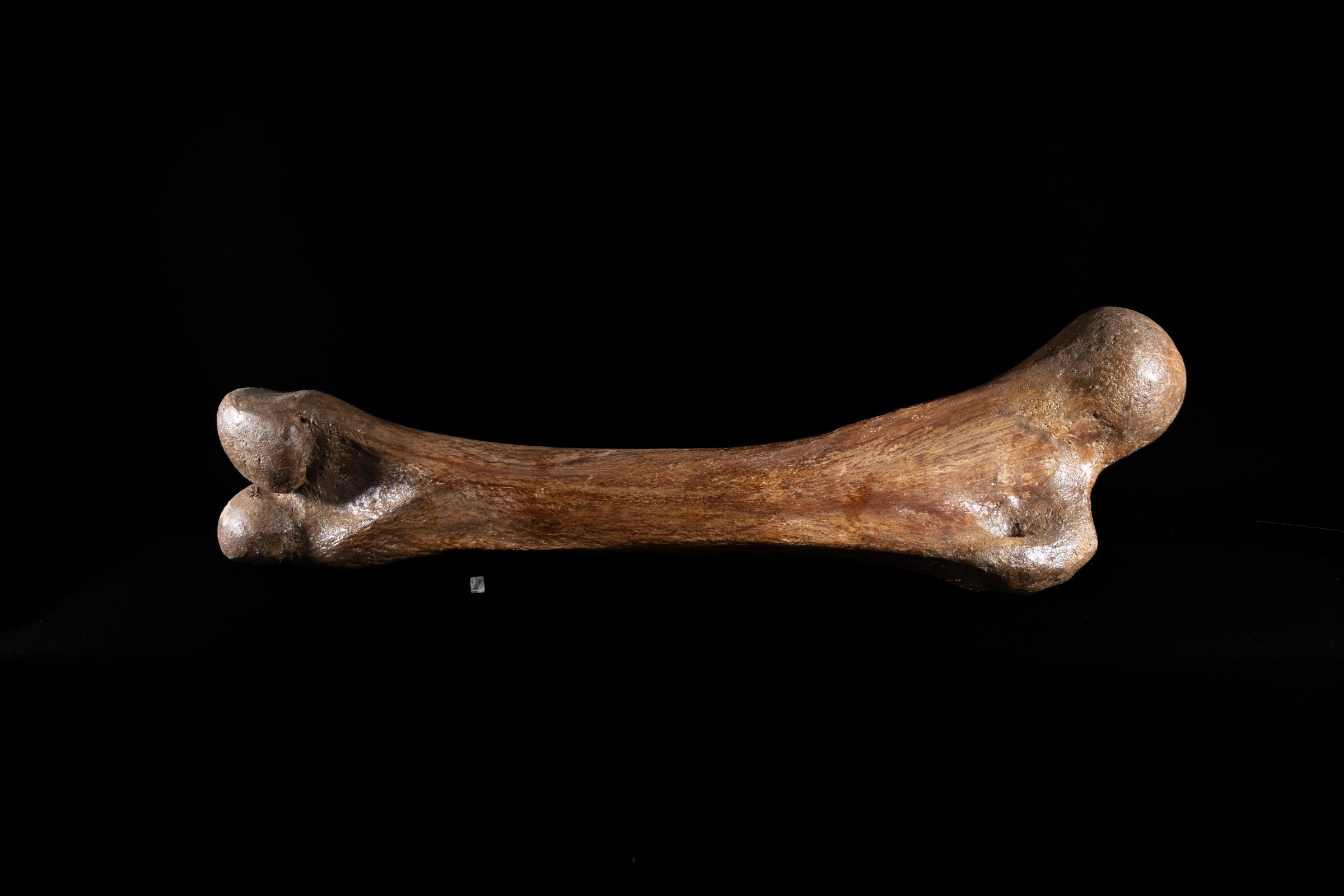 Mammoth bone Mammutus Primigenius - St1galleryf0114 0381 - F0114