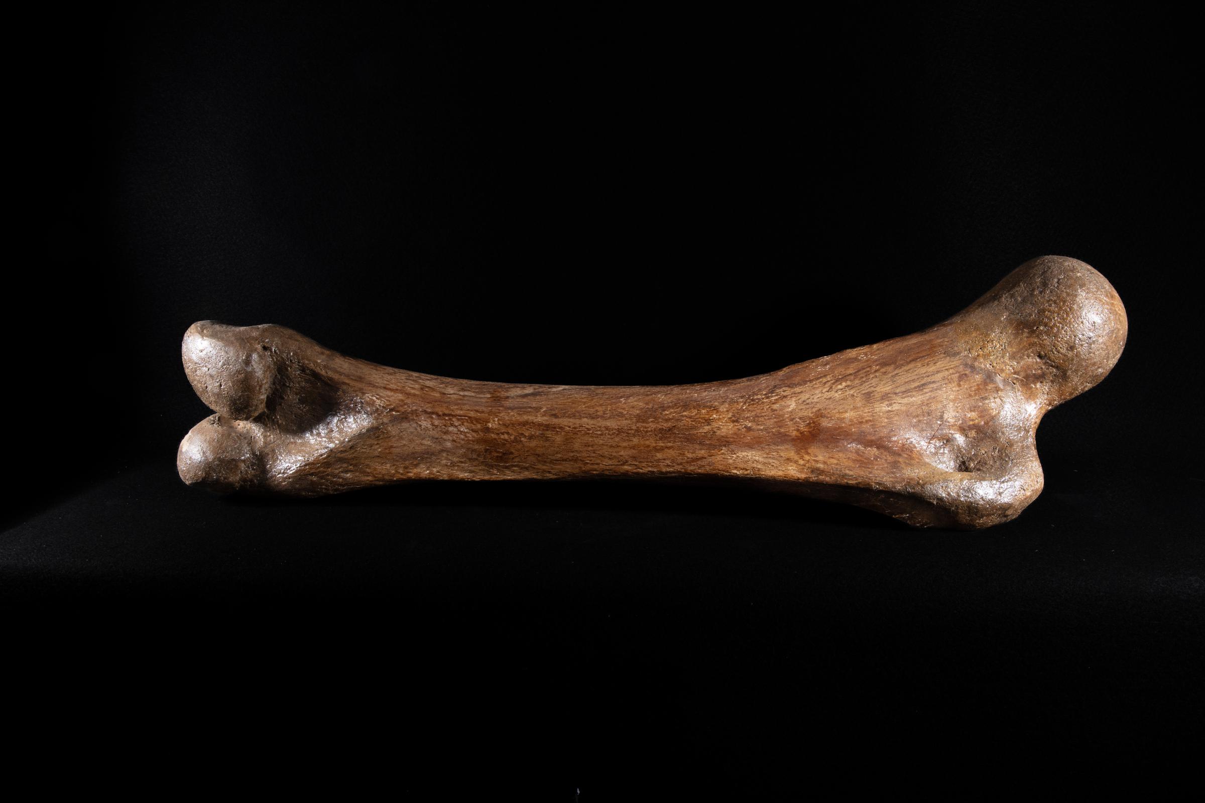 Mammoth bone Mammutus Primigenius - St1galleryf0114 0382 - F0114