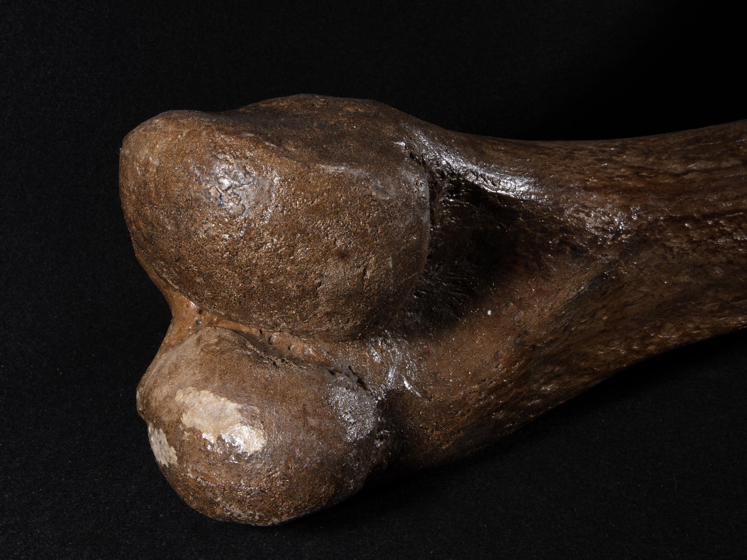 Mammoth bone Mammutus Primigenius - St1galleryf0114 0383 - F0114