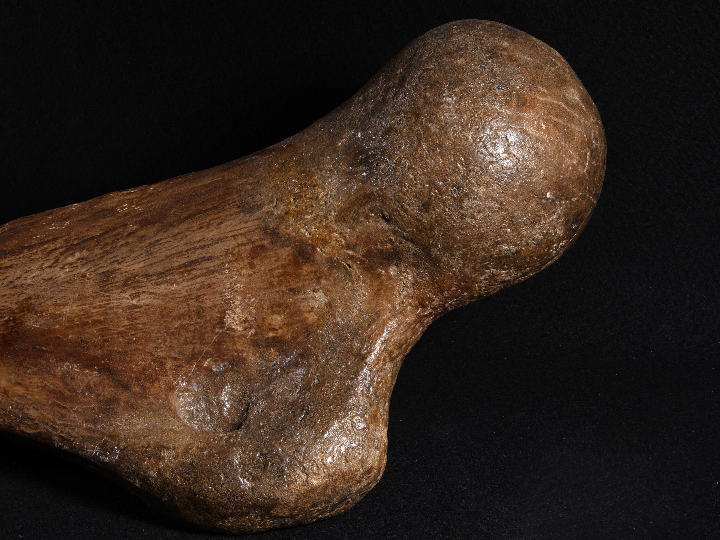 Mammoth bone Mammutus Primigenius - St1galleryf0114 0384 - F0114