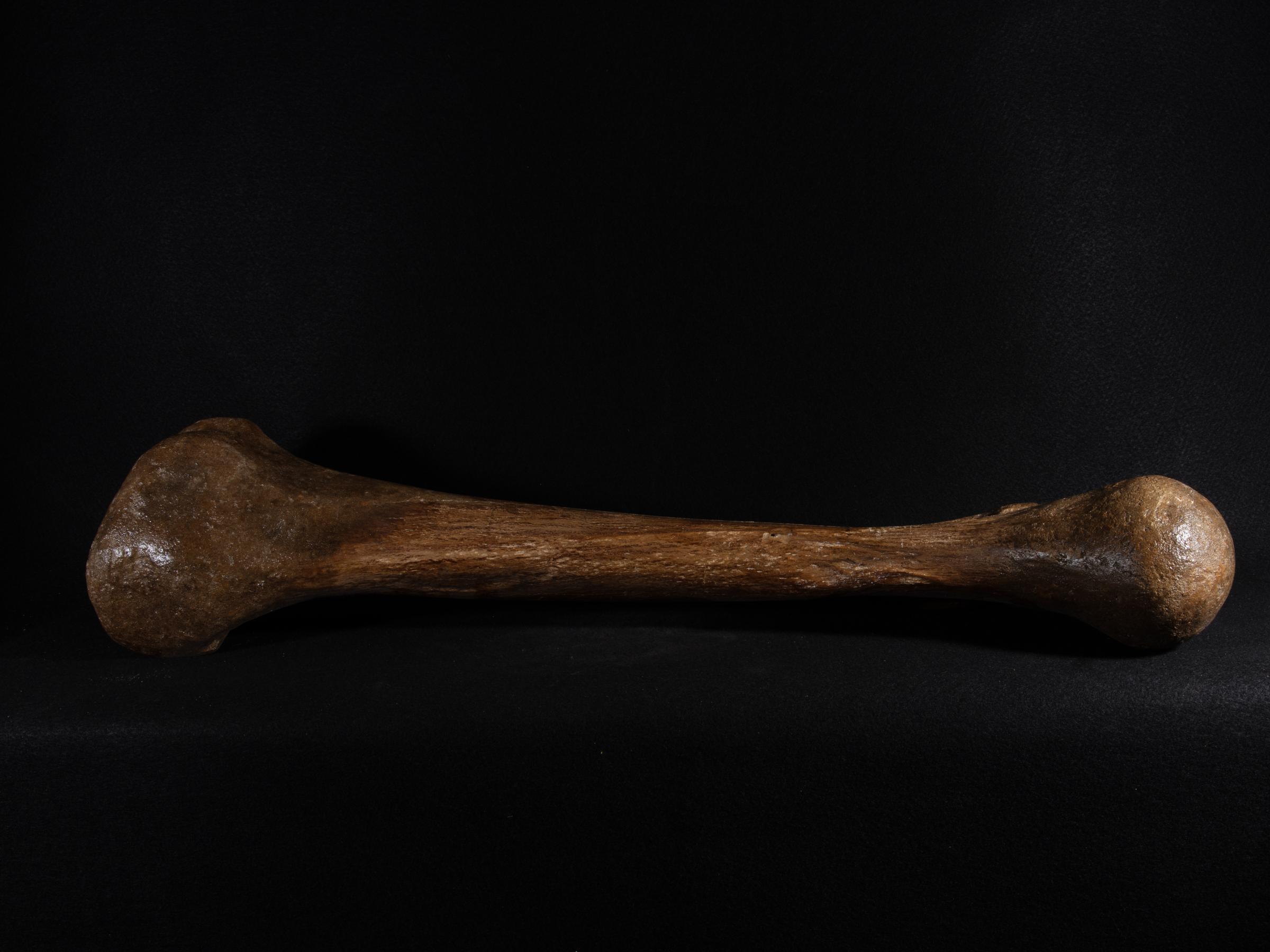 Mammoth bone Mammutus Primigenius - St1galleryf0114 0386 - F0114